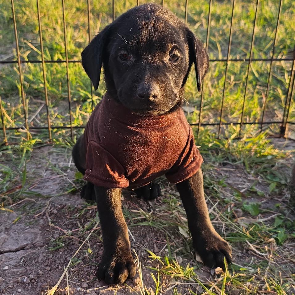 Venus, Adoptable, Puppy Female Doberman Pinscher.