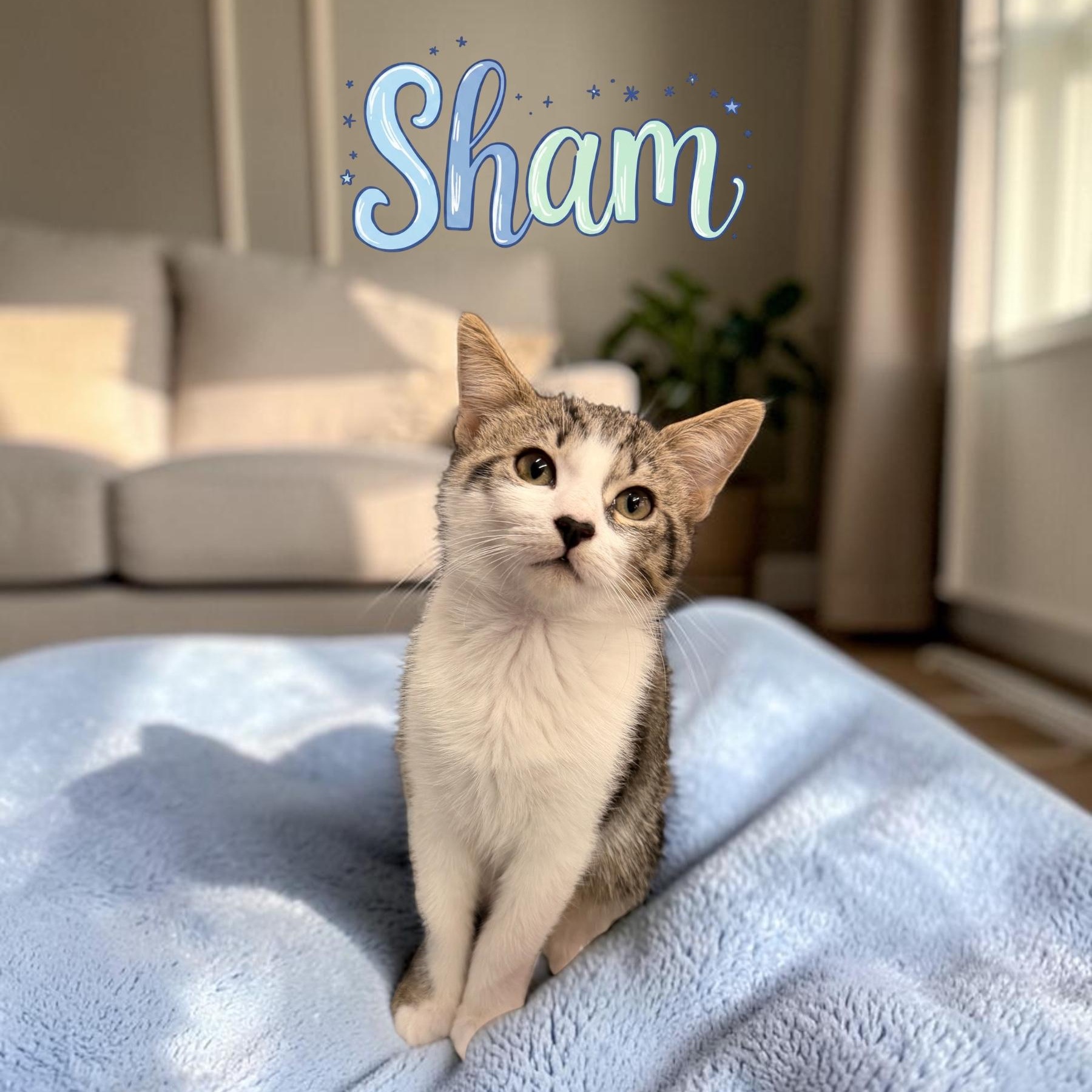 Sham, adoptable, Kitten Male Domestic Short Hair.