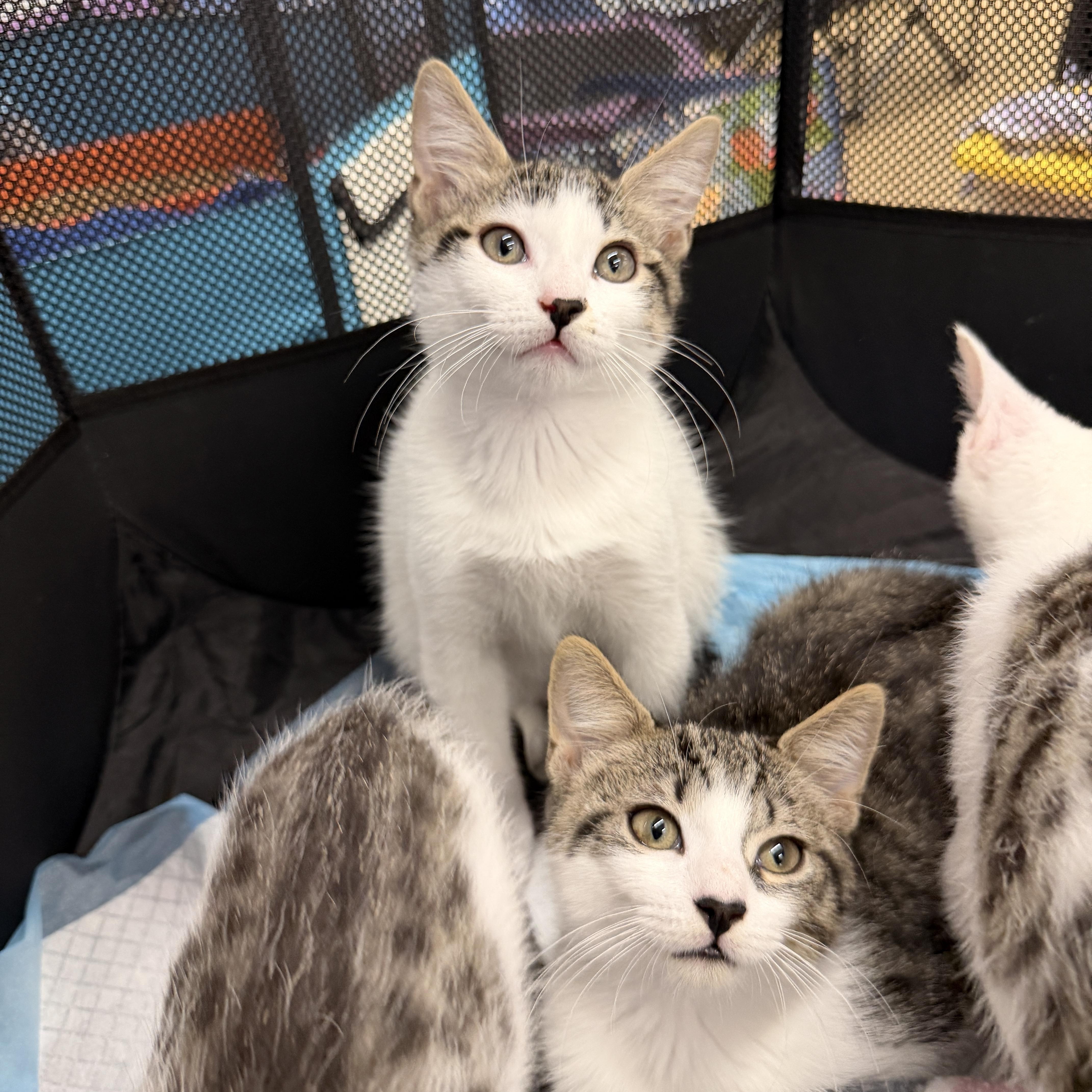 Enlarge Sham, an adoptable Domestic Short Hair in Boca Raton, FL image 6/6
