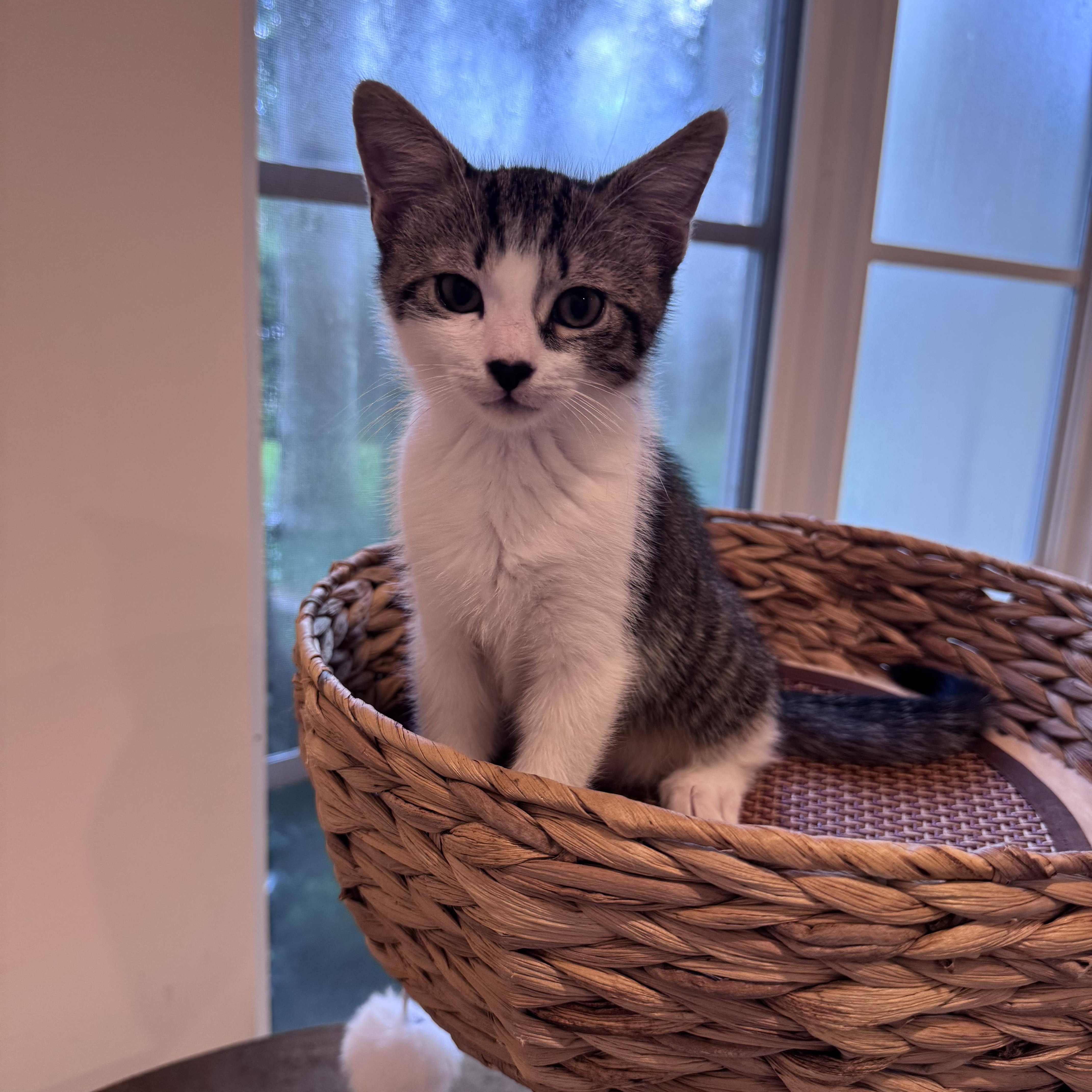 Enlarge Sham, an adoptable Domestic Short Hair in Boca Raton, FL image 2/6