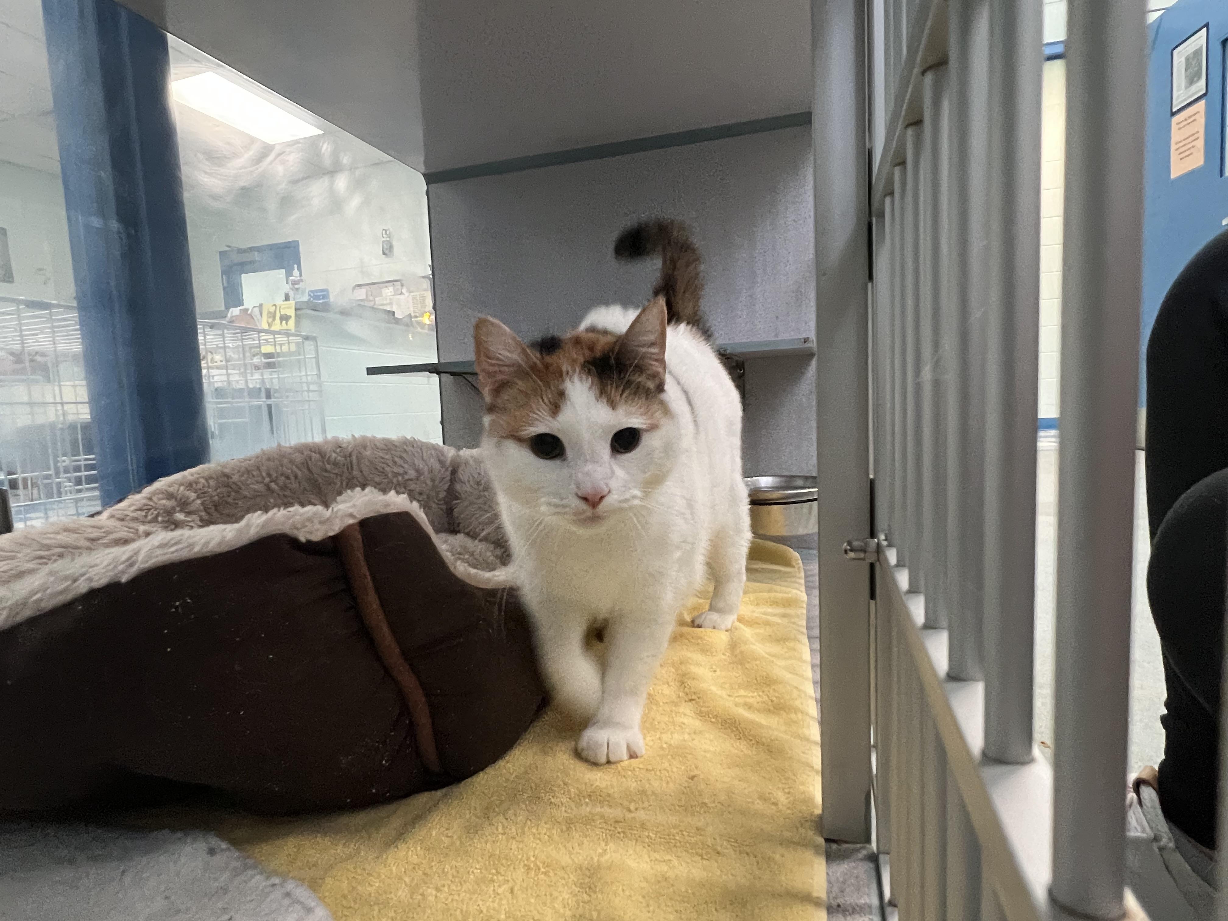 Clover, adopted, Young Female Domestic Short Hair.