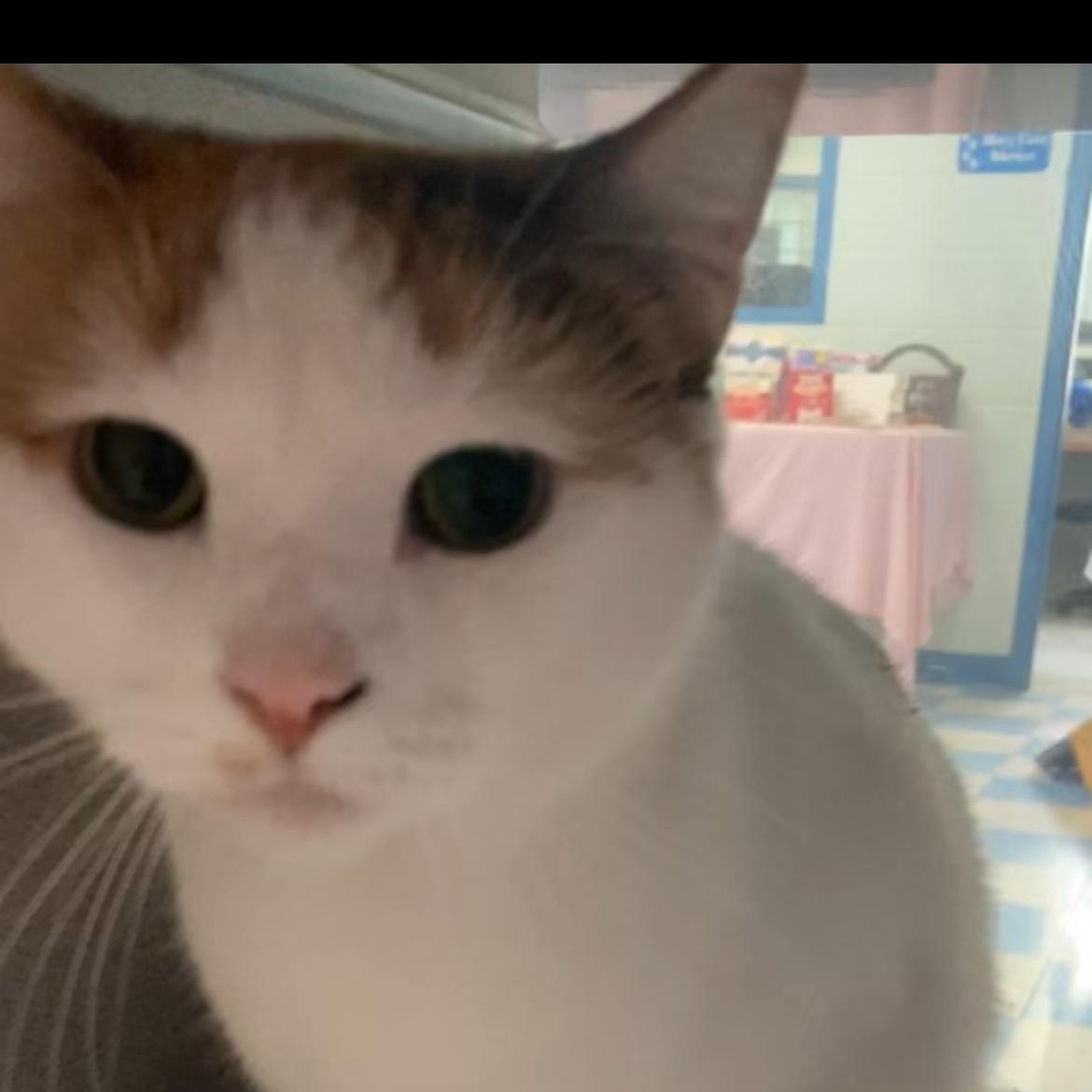 Clover, an adopted Domestic Short Hair in Berryville, VA image 2/3