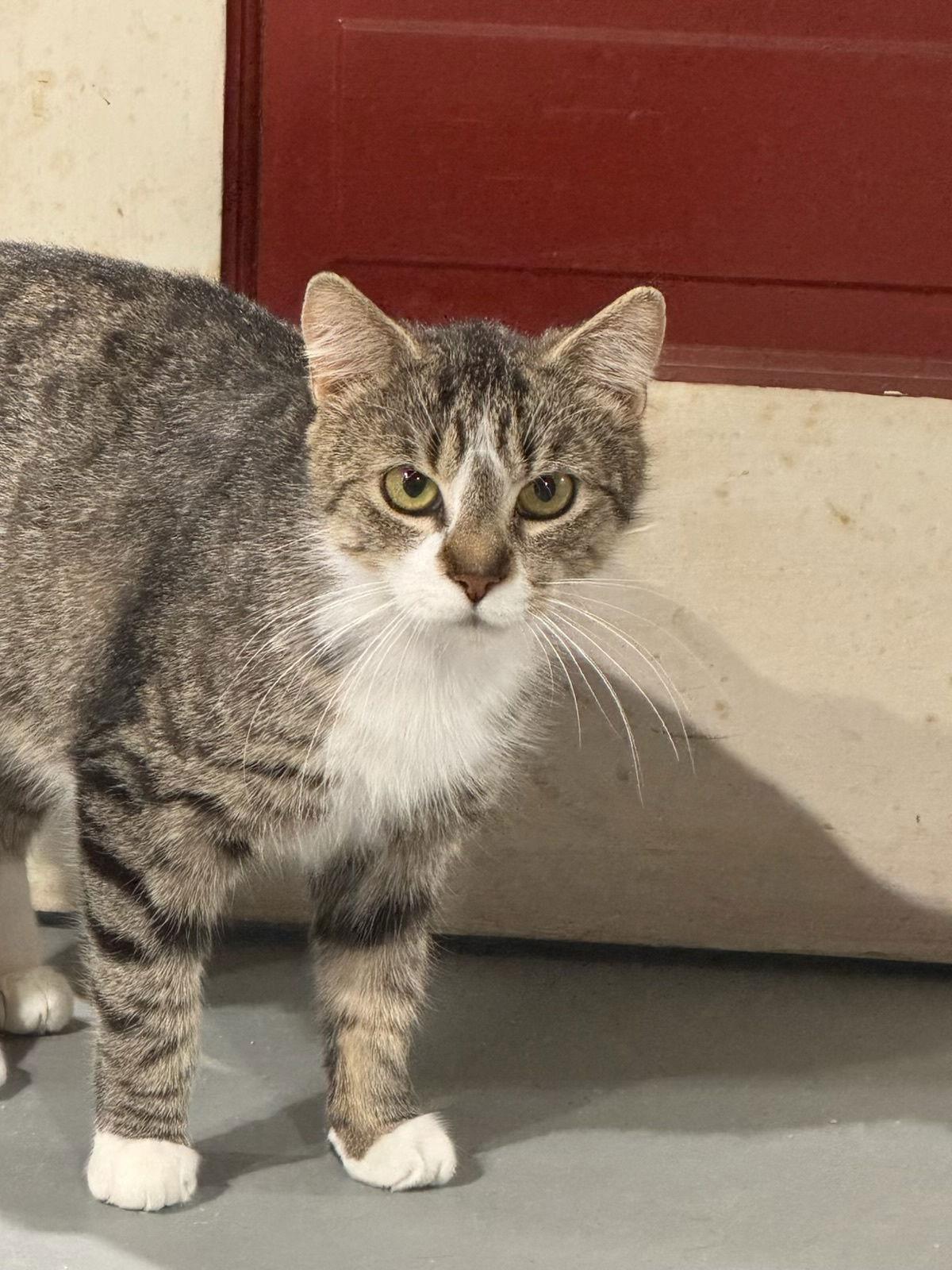 Ireland, Adoptable, Young Female Domestic Short Hair.