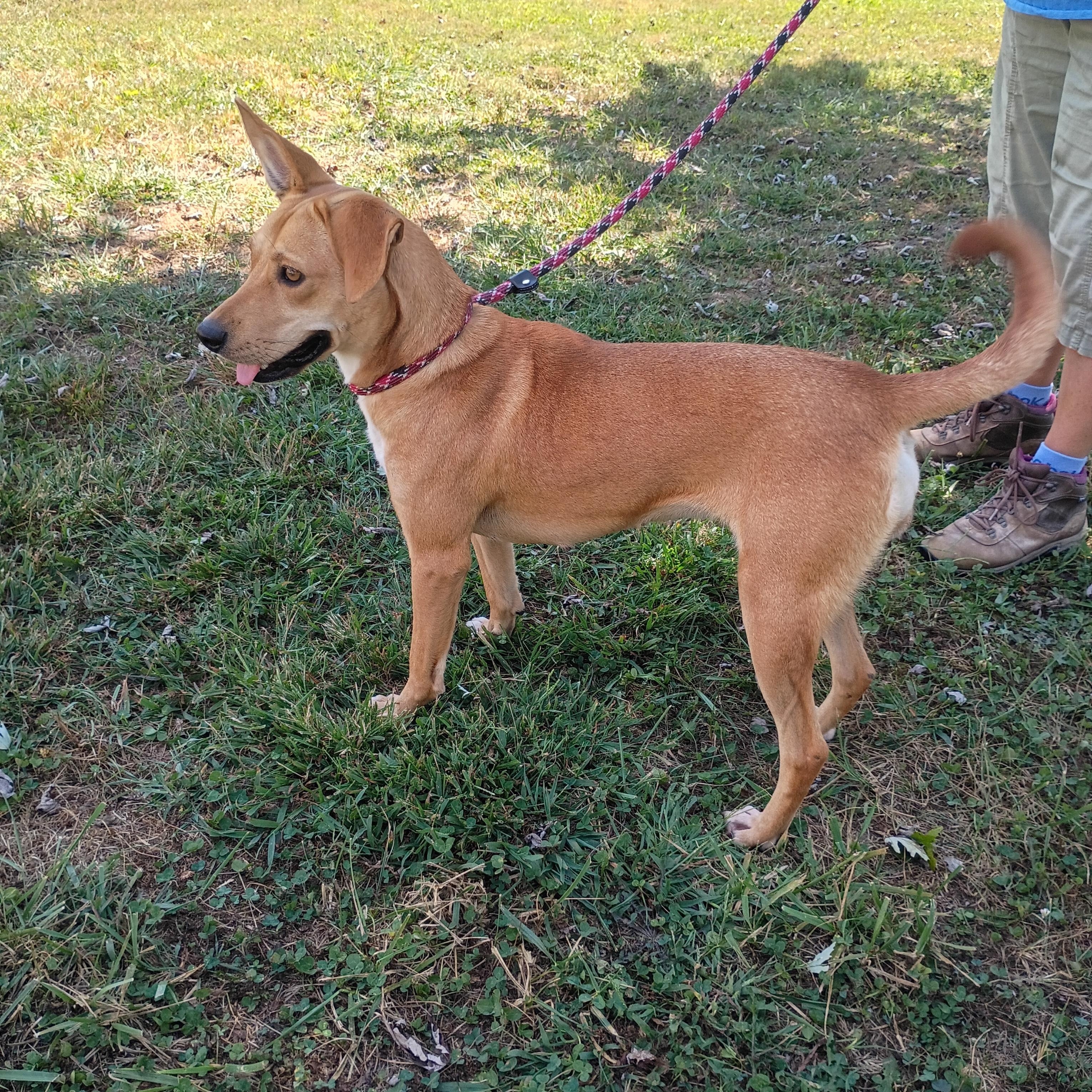 Enlarge Blondie, a Adoptable mixed breed in Maynardville, TN image 2/2