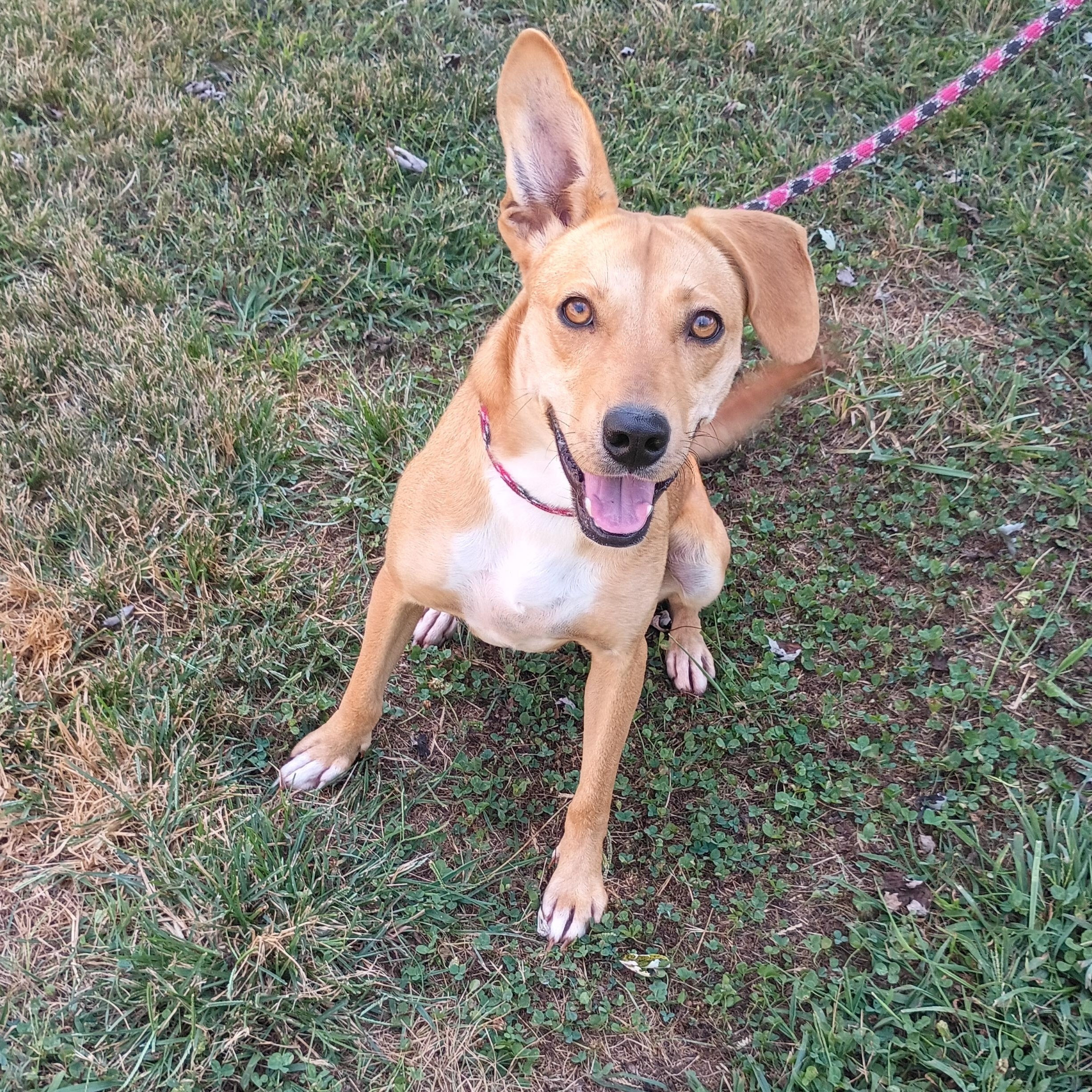 Enlarge Blondie, a Adoptable mixed breed in Maynardville, TN image 1/2