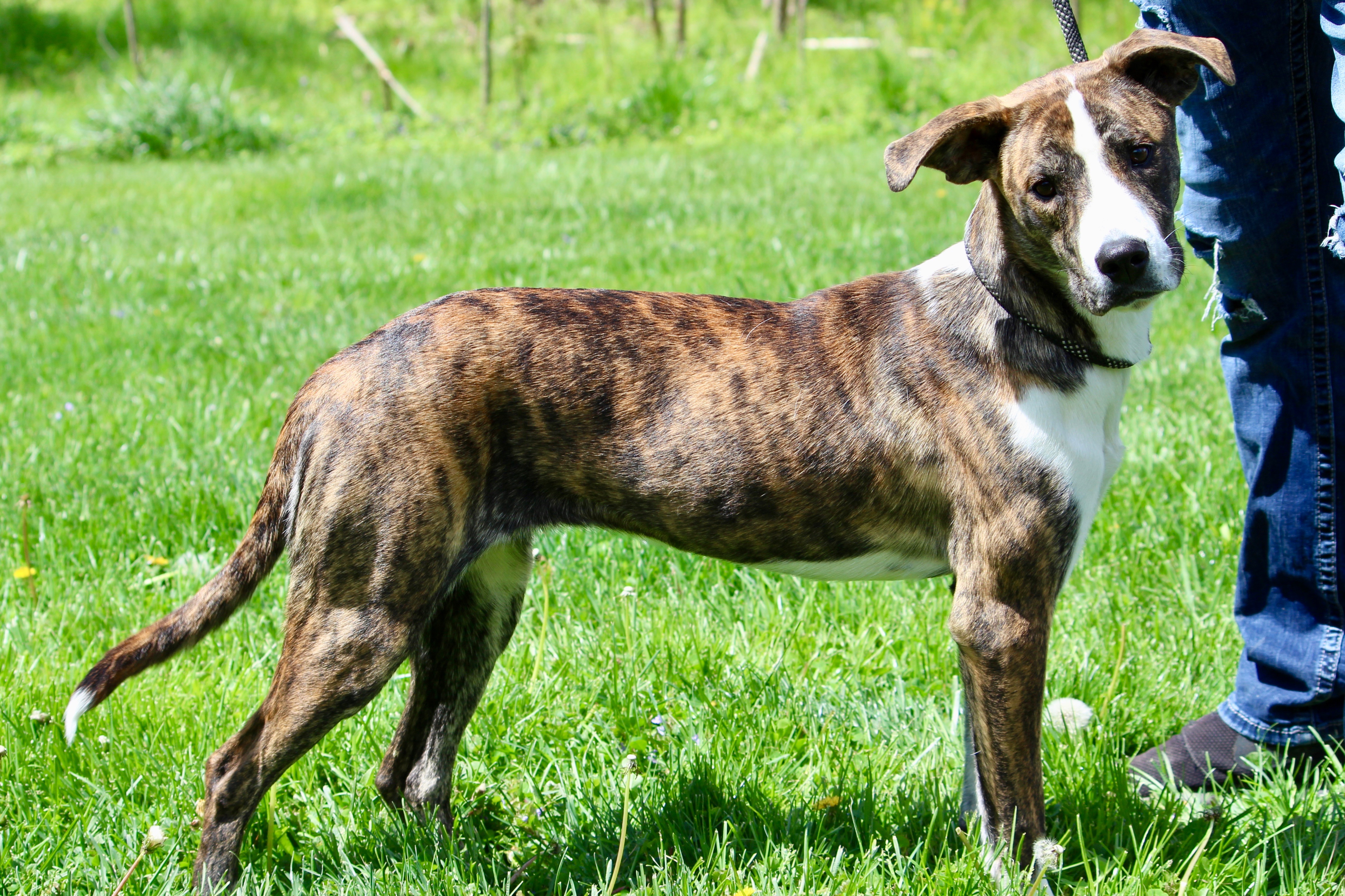 SIRSA, Adult Female Mixed Breed