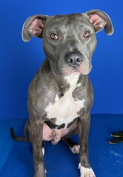 Winston, Adoptable, Adult Male Mixed Breed & Mixed Breed.