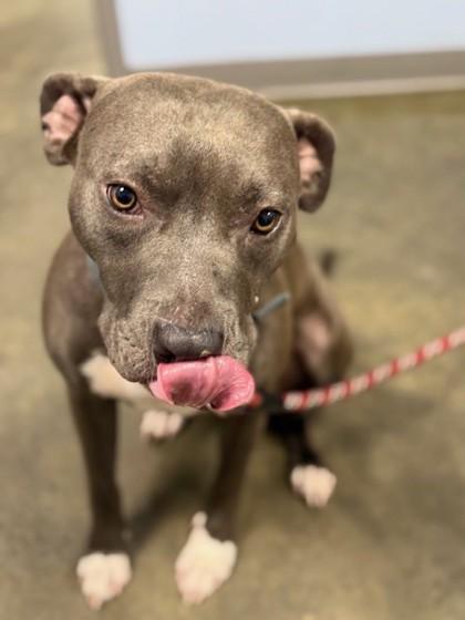 Winston, Adoptable, Adult Male Mixed Breed & Mixed Breed.