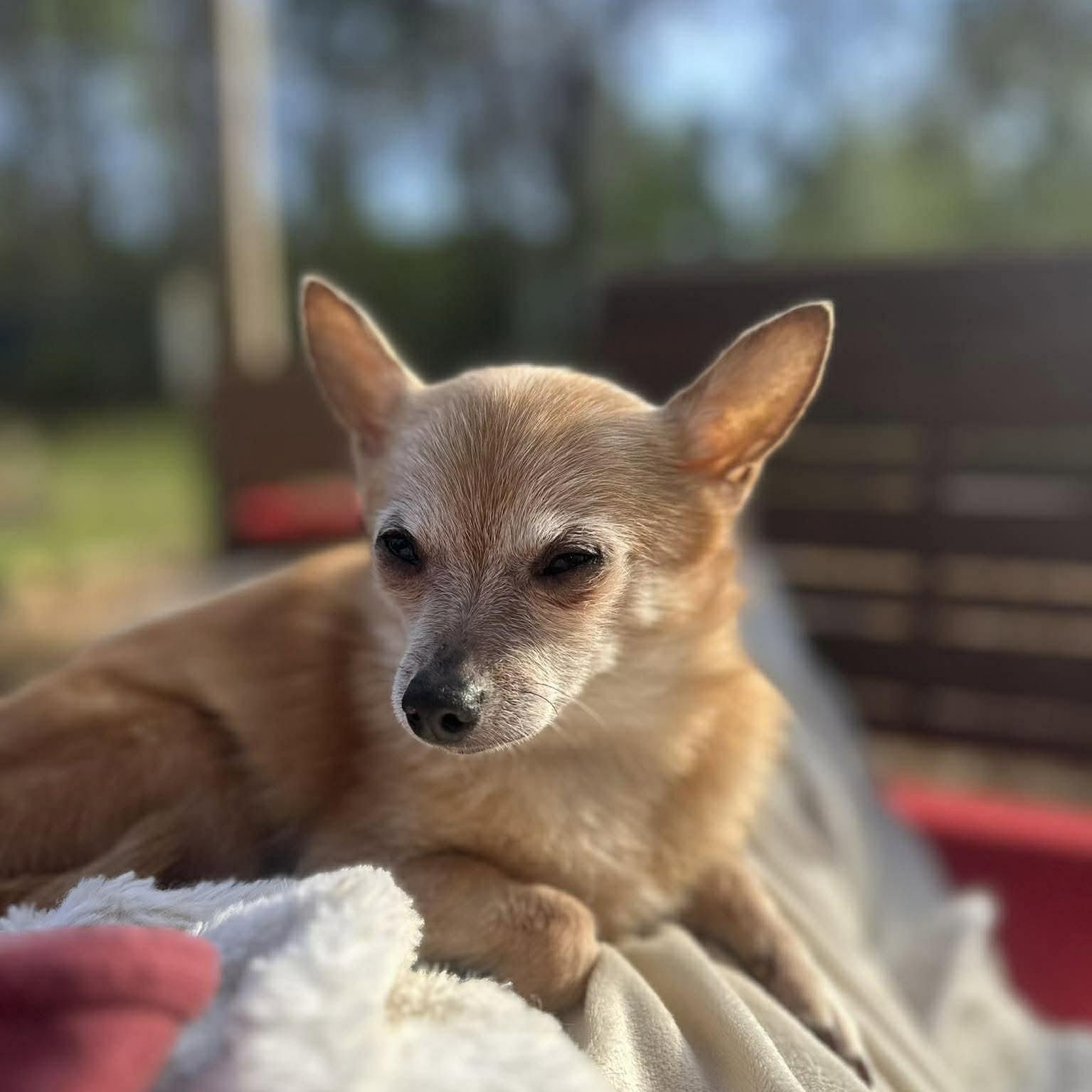 Baby - Adoptable Pet | Petfinder | Petfinder