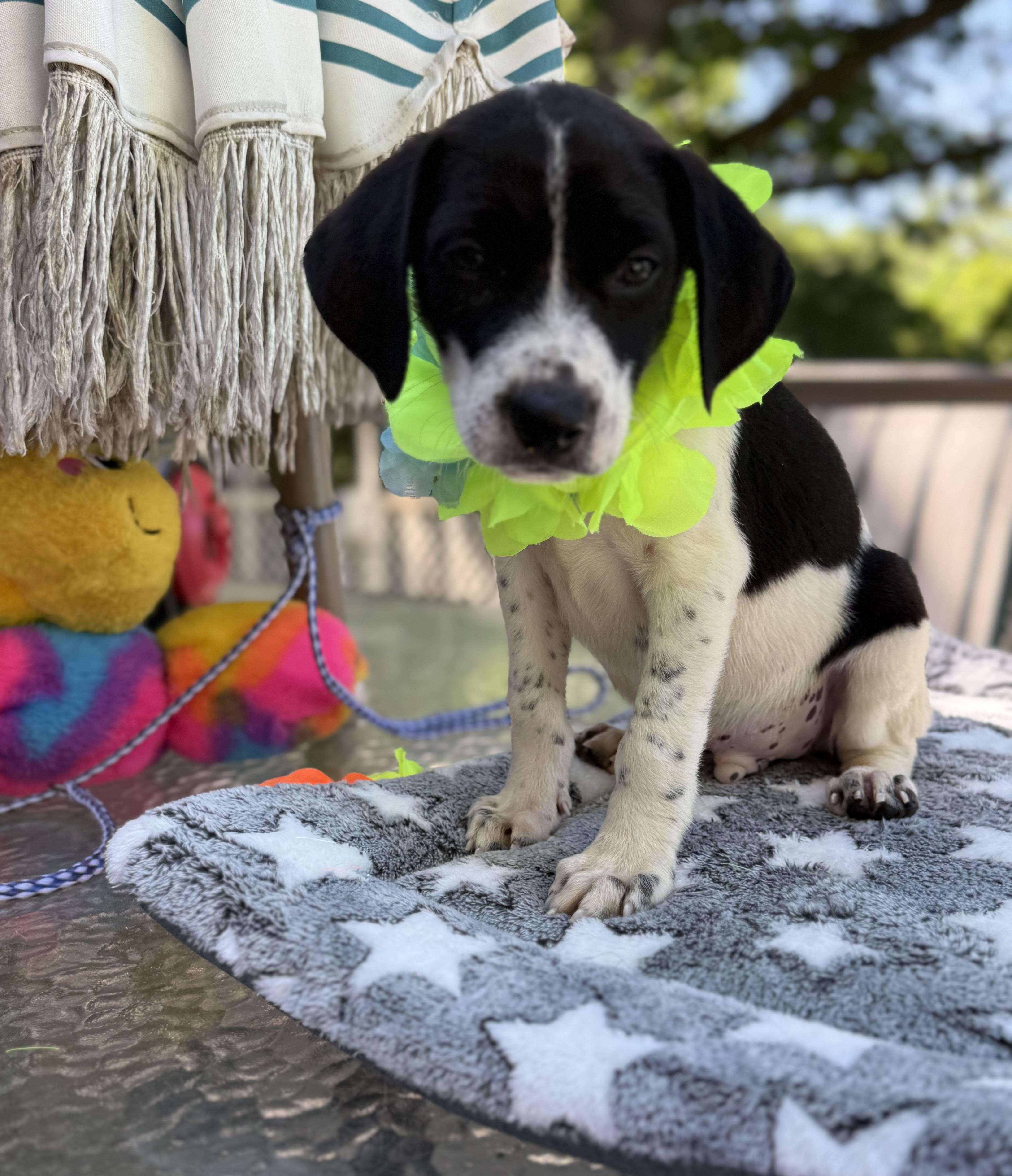 Bruiser, a ADOPTABLE mixed breed in White Lake, MI image 3/4