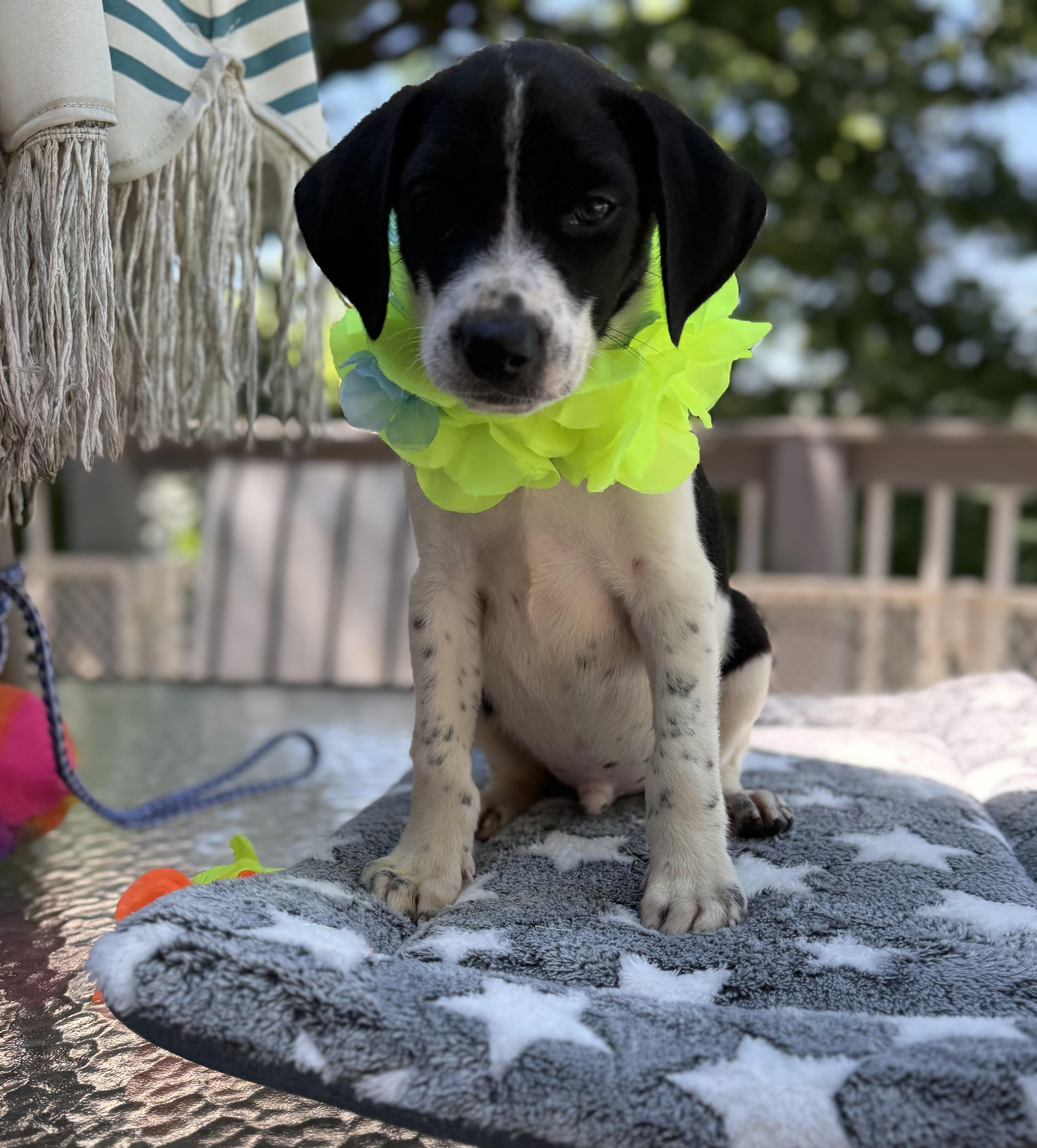 Bruiser, a ADOPTABLE mixed breed in White Lake, MI image 4/4