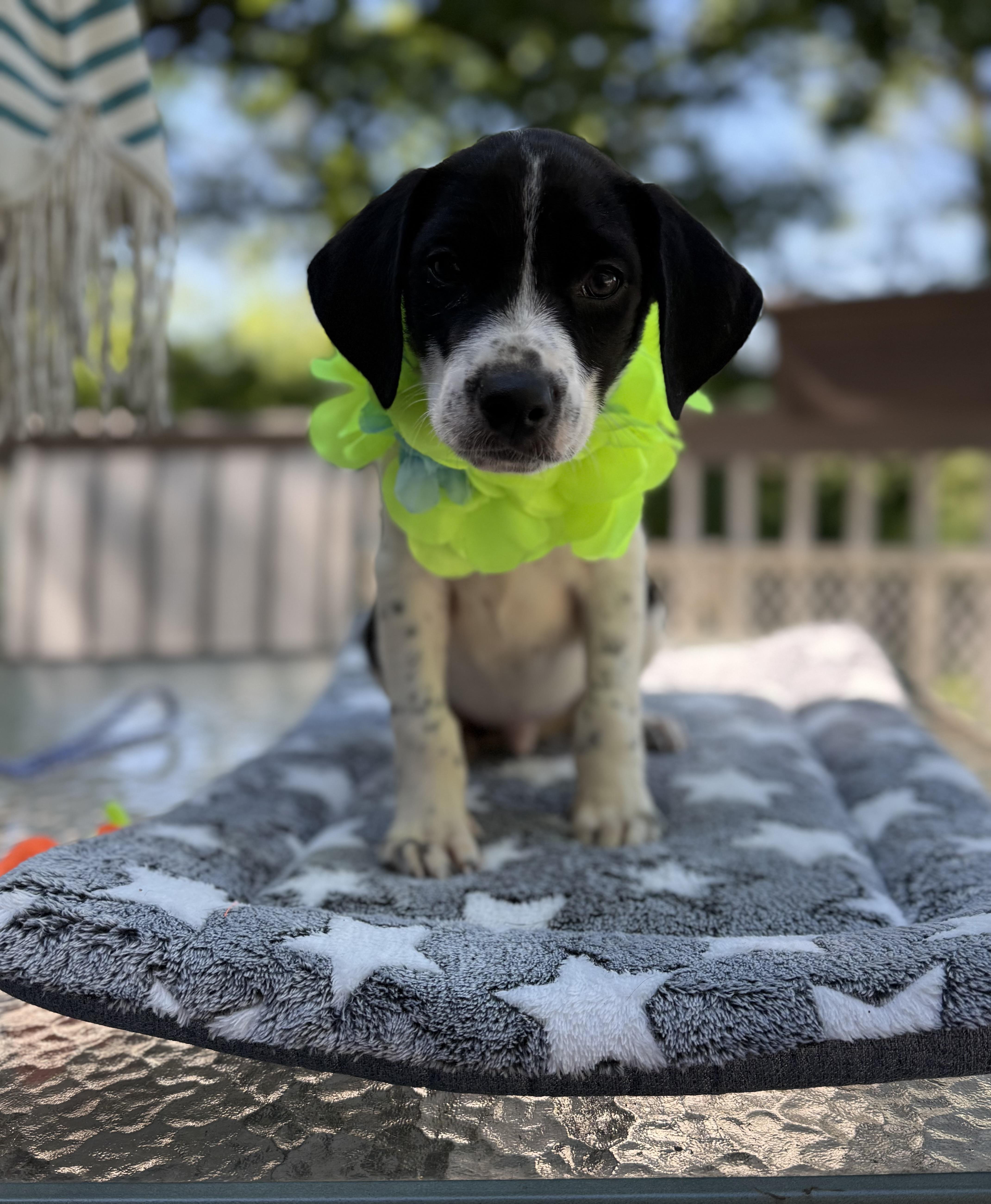 Bruiser, ADOPTABLE, Puppy Male Border Collie & Dalmatian.