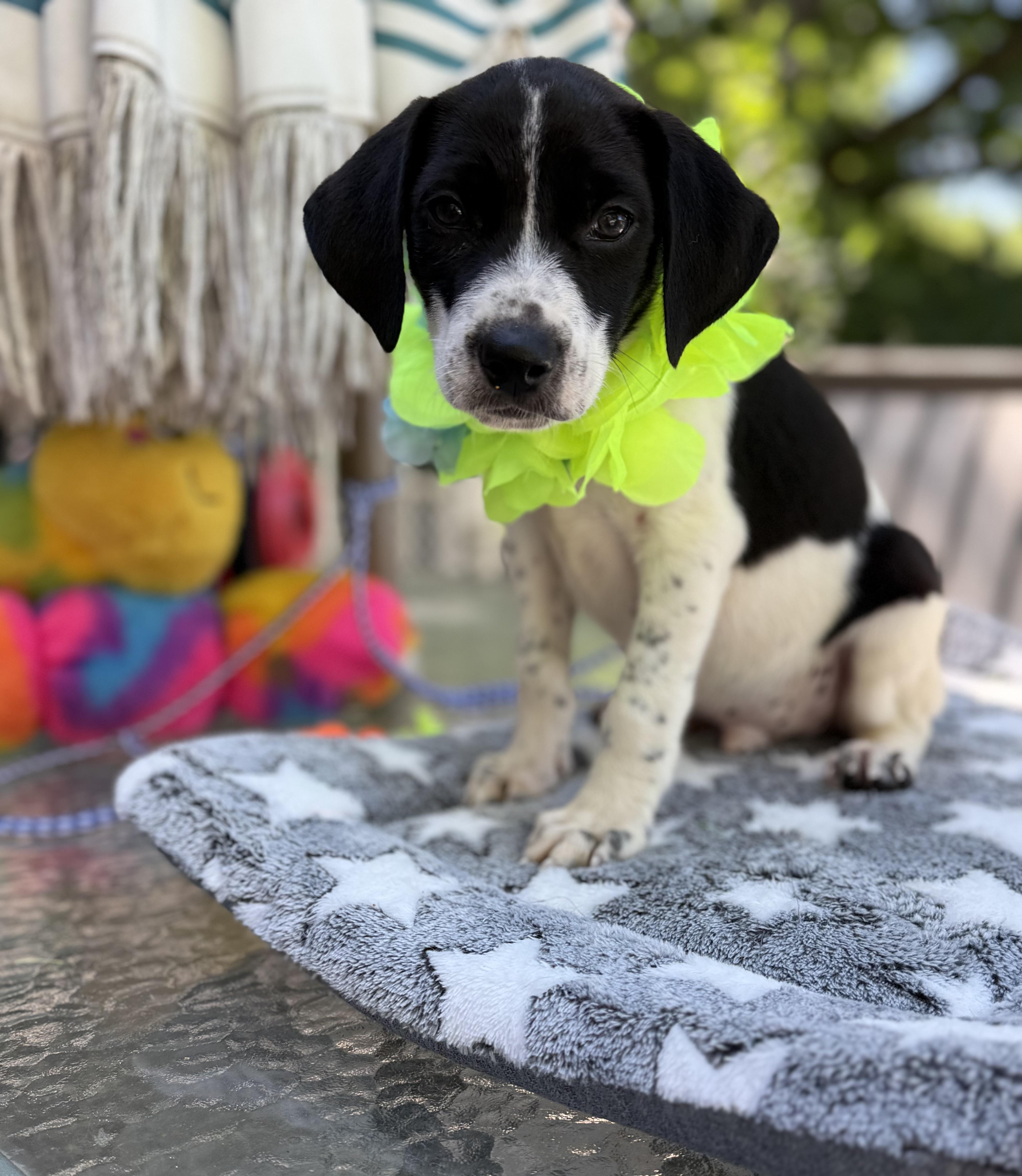 Bruiser, a ADOPTABLE mixed breed in White Lake, MI image 2/4