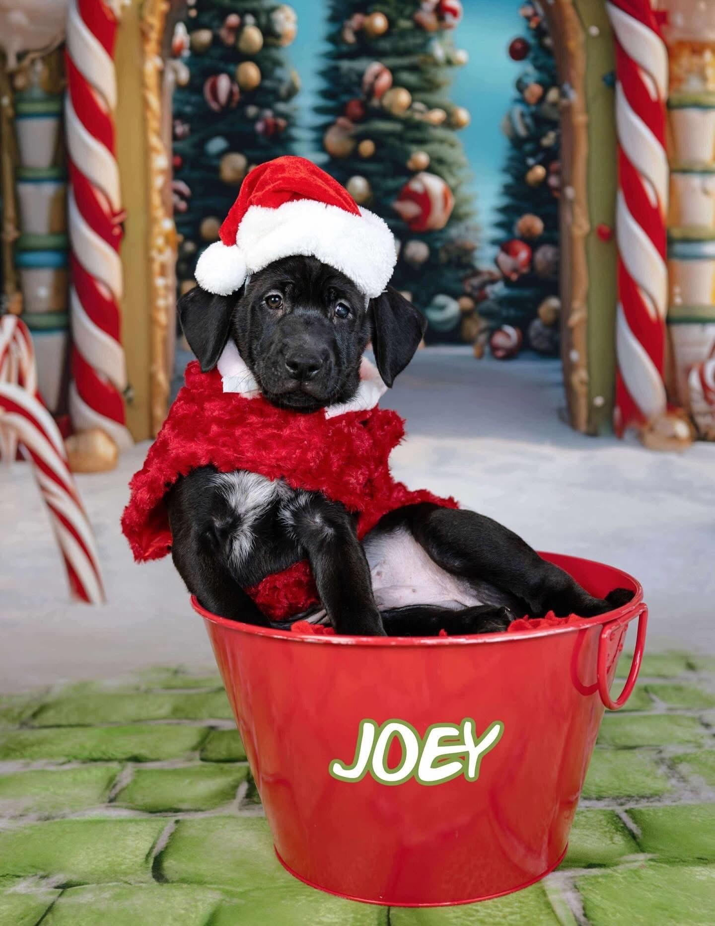 Joey, ADOPTABLE, Puppy Male Great Pyrenees & Golden Retriever.