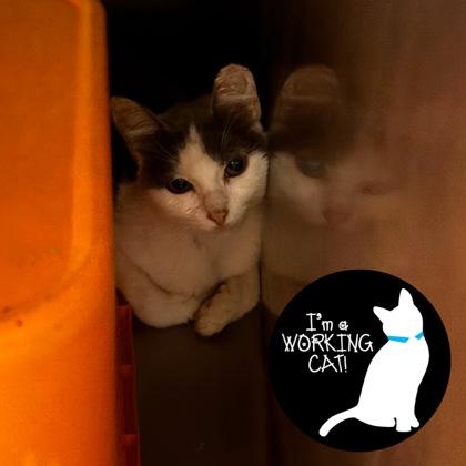 Vanilla, Adoptable, Young Male Domestic Medium Hair.