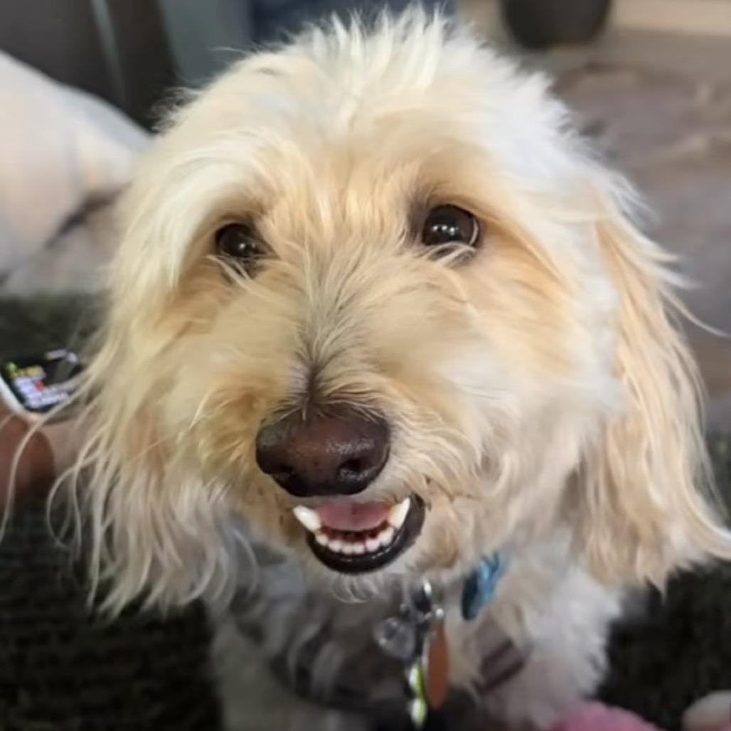 Prince, Adoptable, Adult Male Poodle & Mixed Breed.