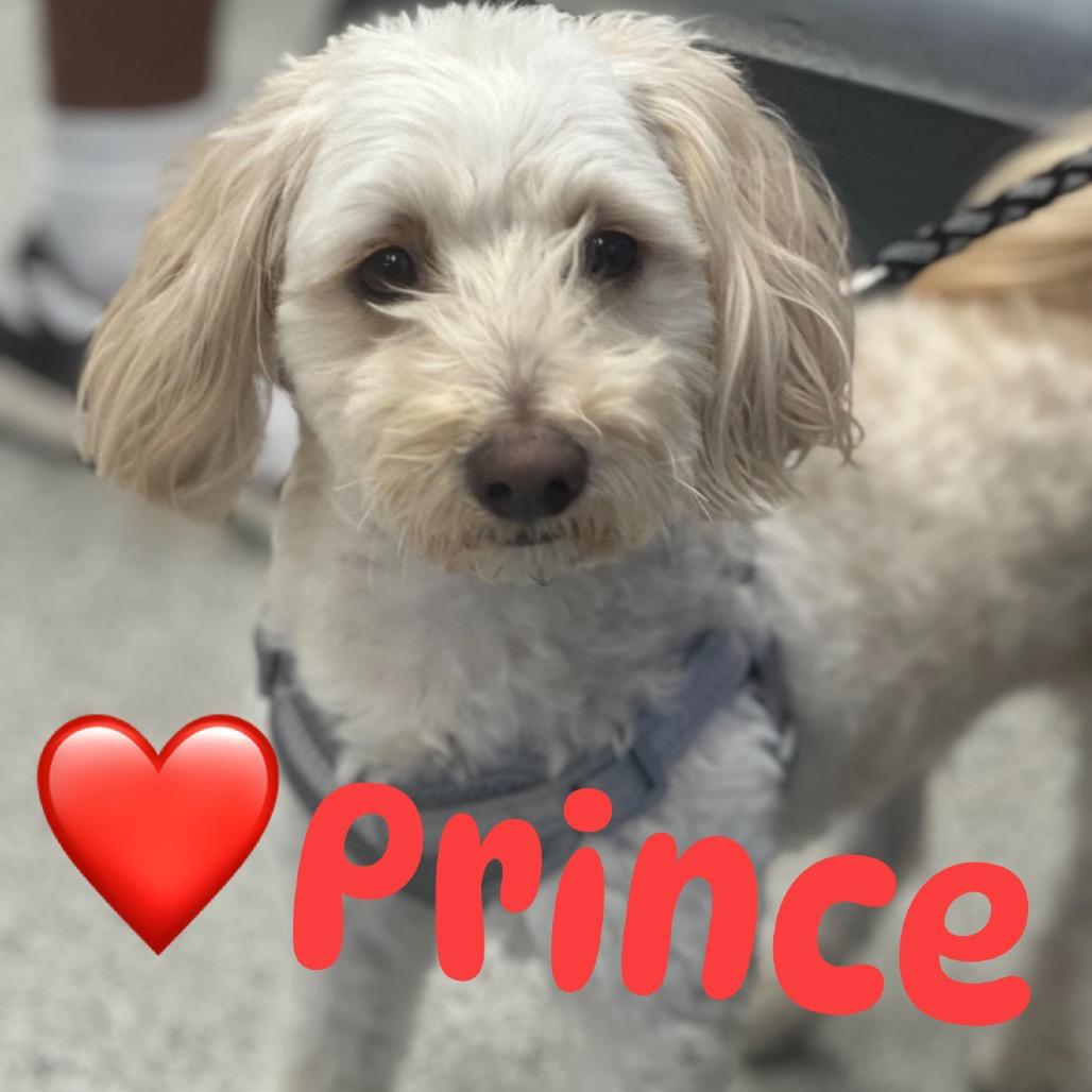 Prince, Adoptable, Adult Male Poodle & Mixed Breed.