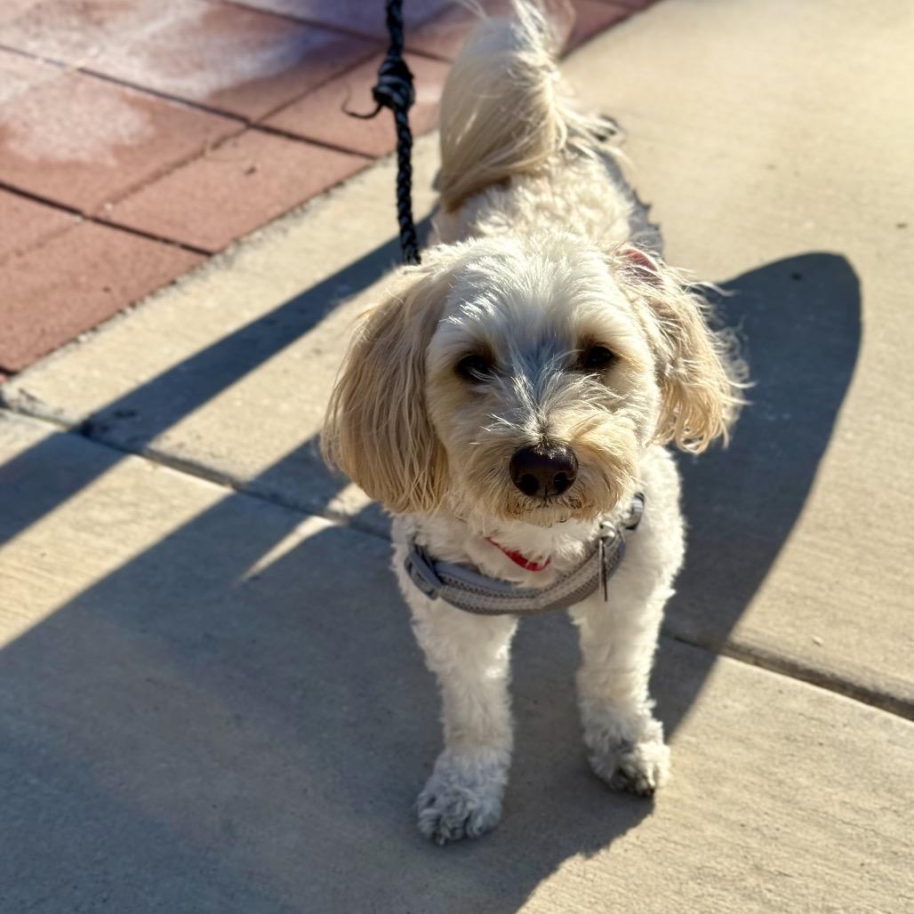 Enlarge Prince, a Adoptable mixed breed in Las Vegas, NV image 2/6