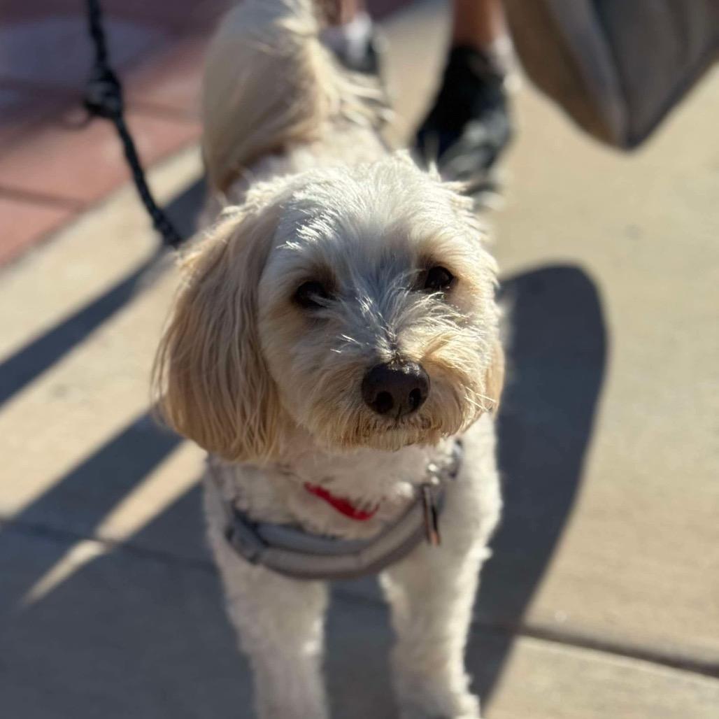 Enlarge Prince, a Adoptable mixed breed in Las Vegas, NV image 3/5