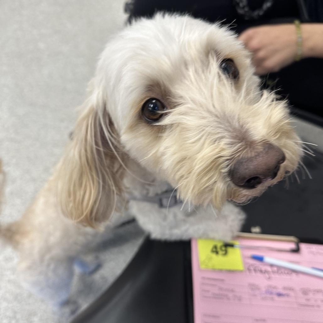 Enlarge Prince, a Adoptable mixed breed in Las Vegas, NV image 4/5