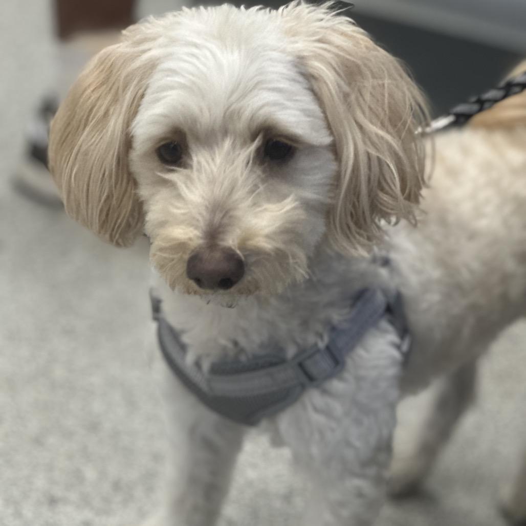 Enlarge Prince, a Adoptable mixed breed in Las Vegas, NV image 5/5