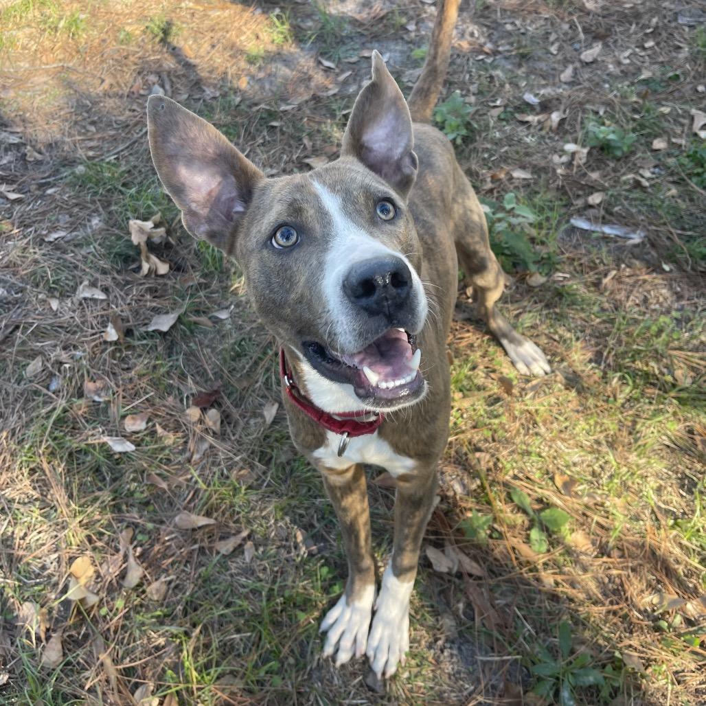 Blitzen, Adoptable, Young Male Pit Bull Terrier.