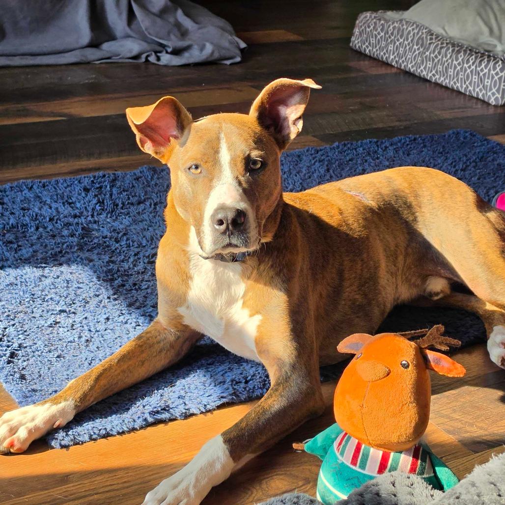 Enlarge Blitzen, a Adoptable Pit Bull Terrier in Valdosta , GA image 2/6