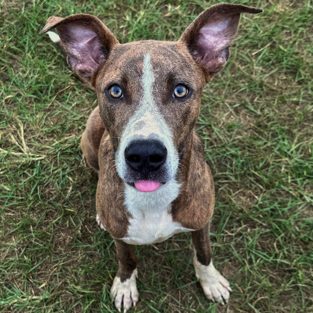 Enlarge Blitzen, a Adoptable Pit Bull Terrier in Valdosta , GA image 3/6
