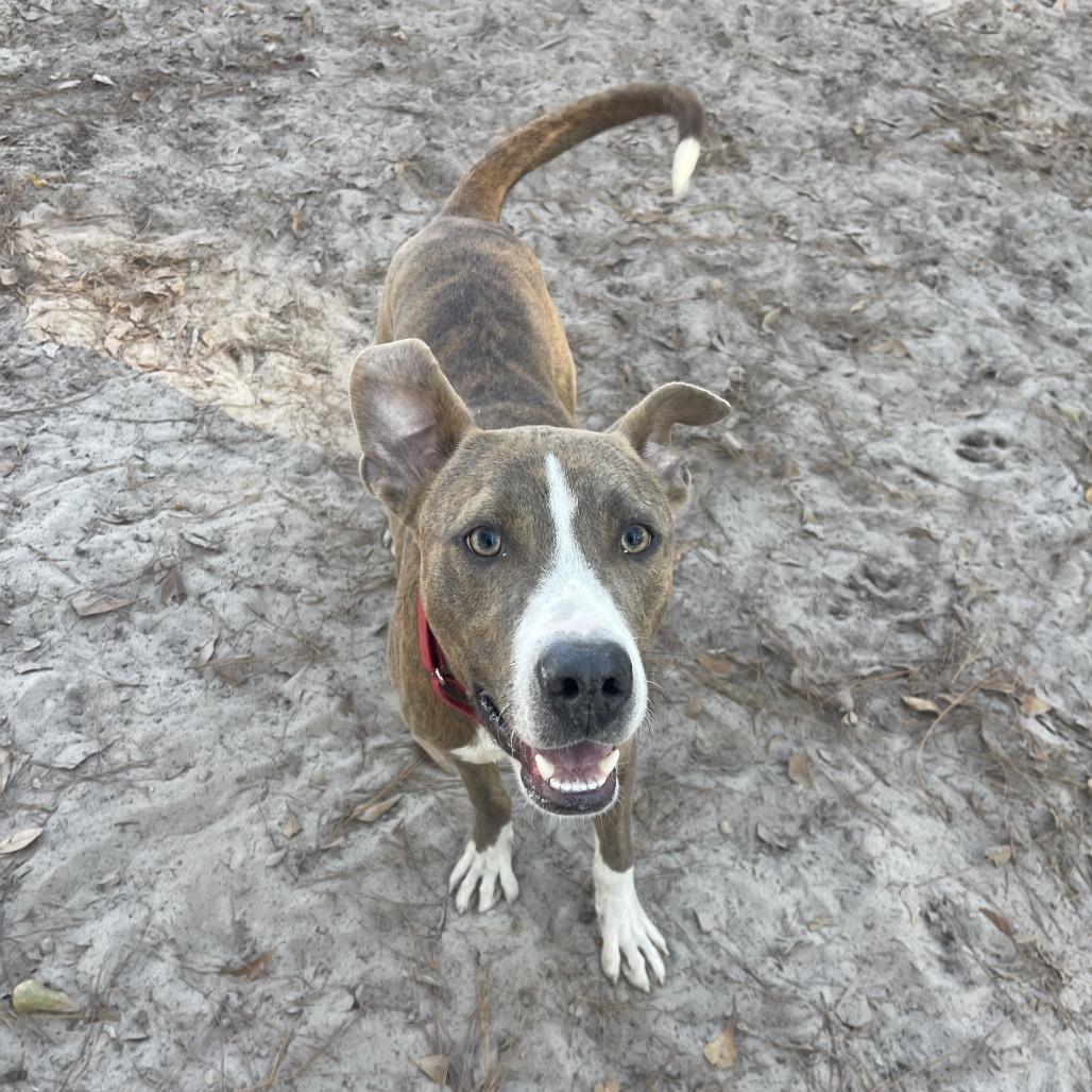Enlarge Blitzen, a Adoptable Pit Bull Terrier in Valdosta , GA image 6/6