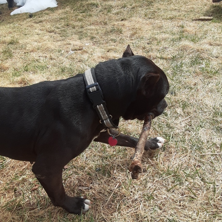 Bruce Wayne “Batman” – check out his ears! Handsome & Smart!! Fostered in Claremont, NH, a Adoptable mixed breed in Albany, NY image 3/6