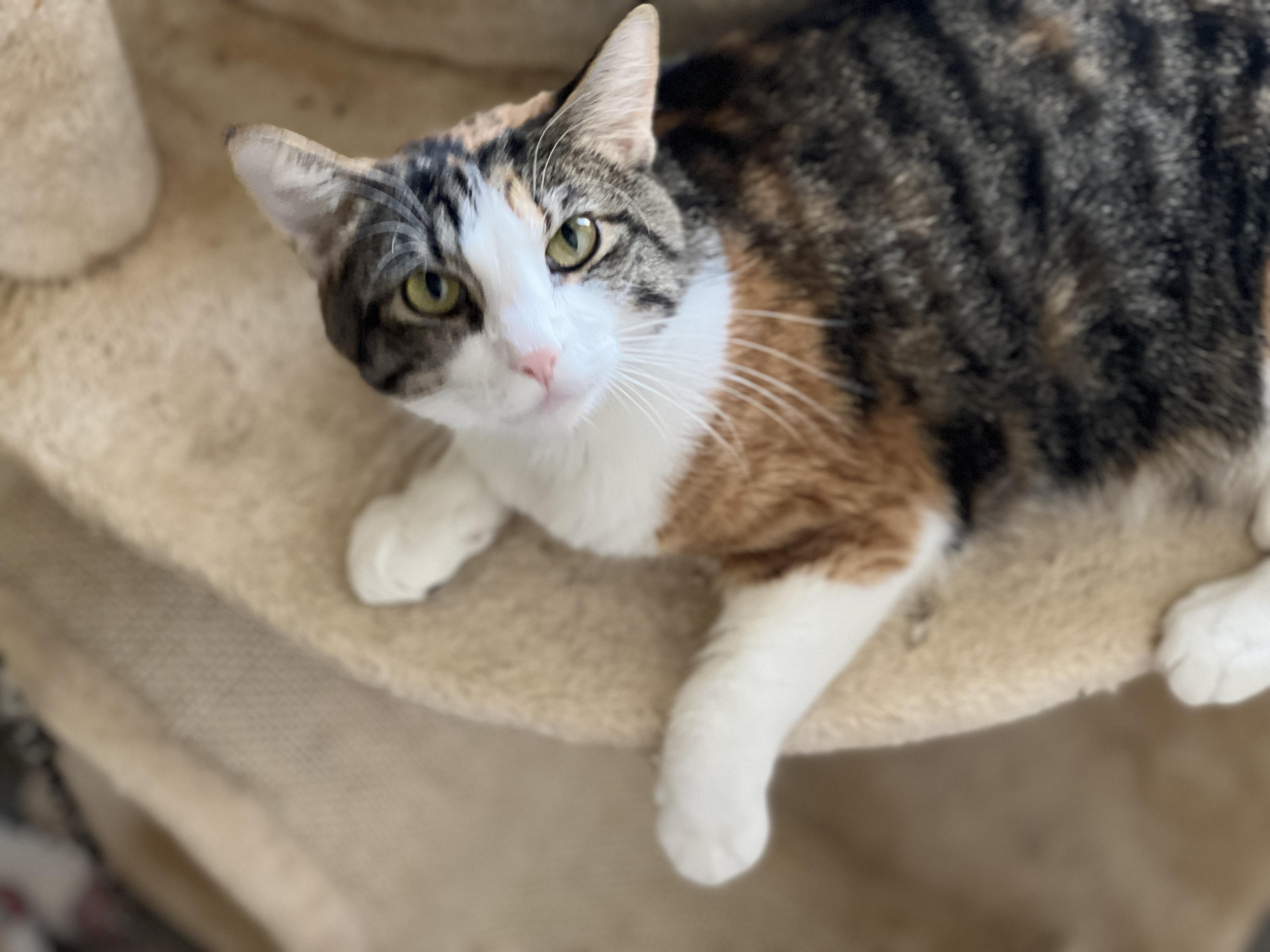 Violet, a Adopted mixed breed in Tempe, AZ image 1/3