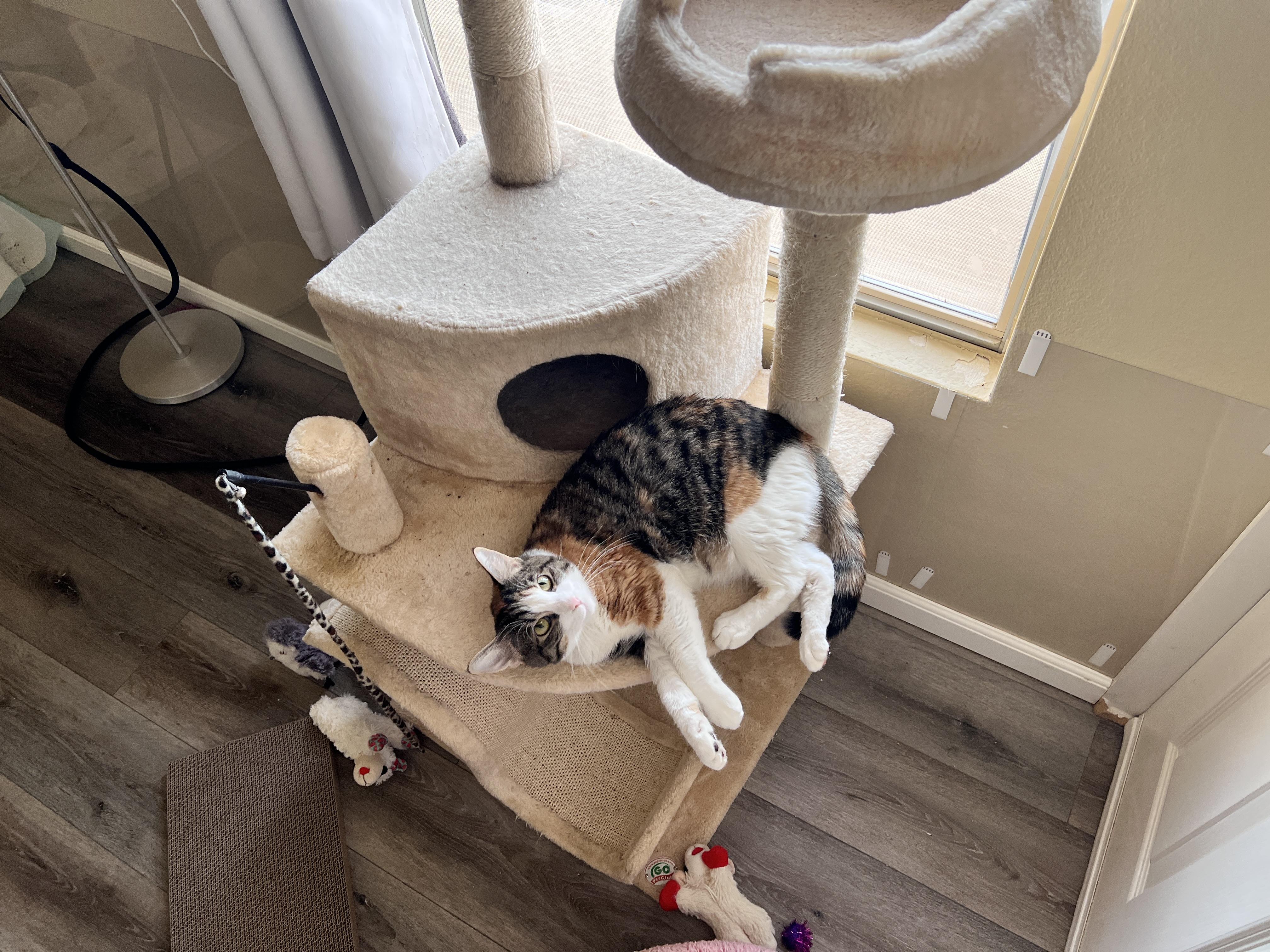 Violet, a Adopted mixed breed in Tempe, AZ image 2/3