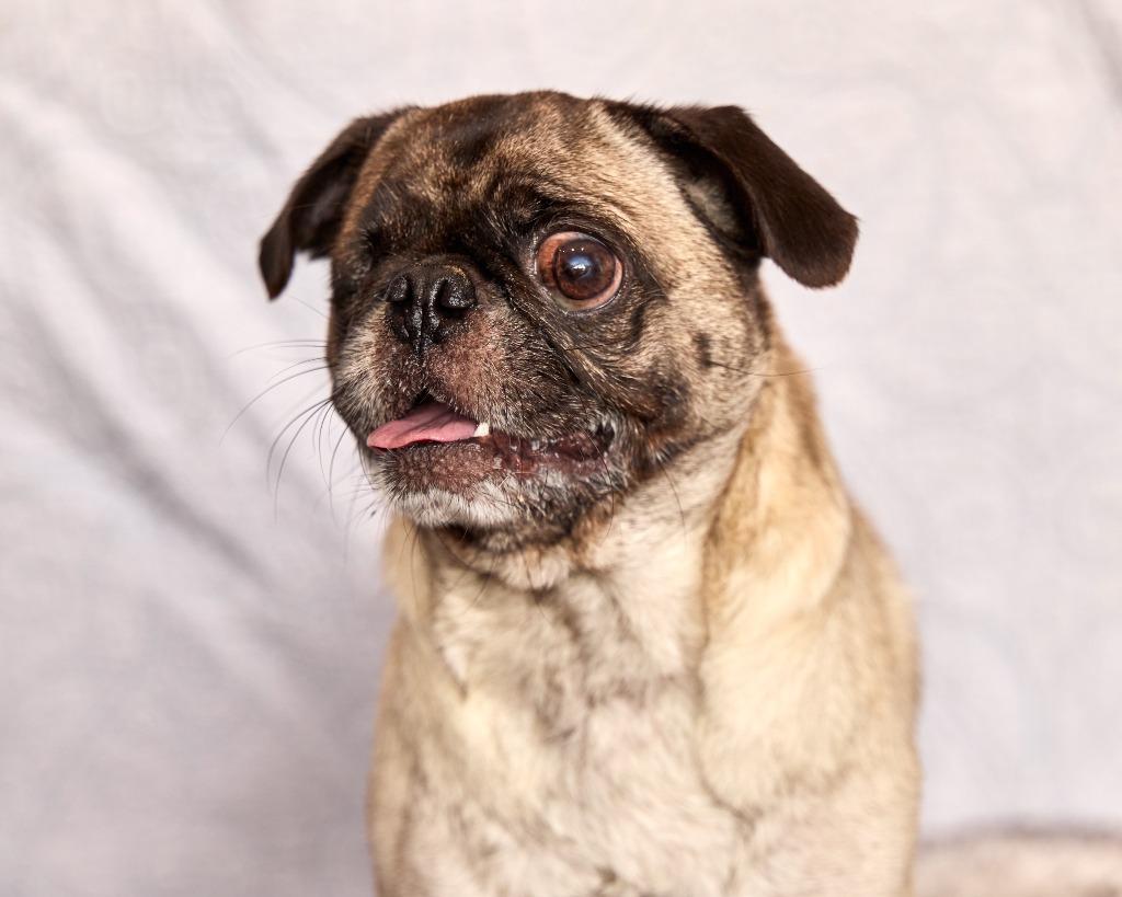 Irene *special needs*, a Adoptable Pug in Gardena, CA image 1/6