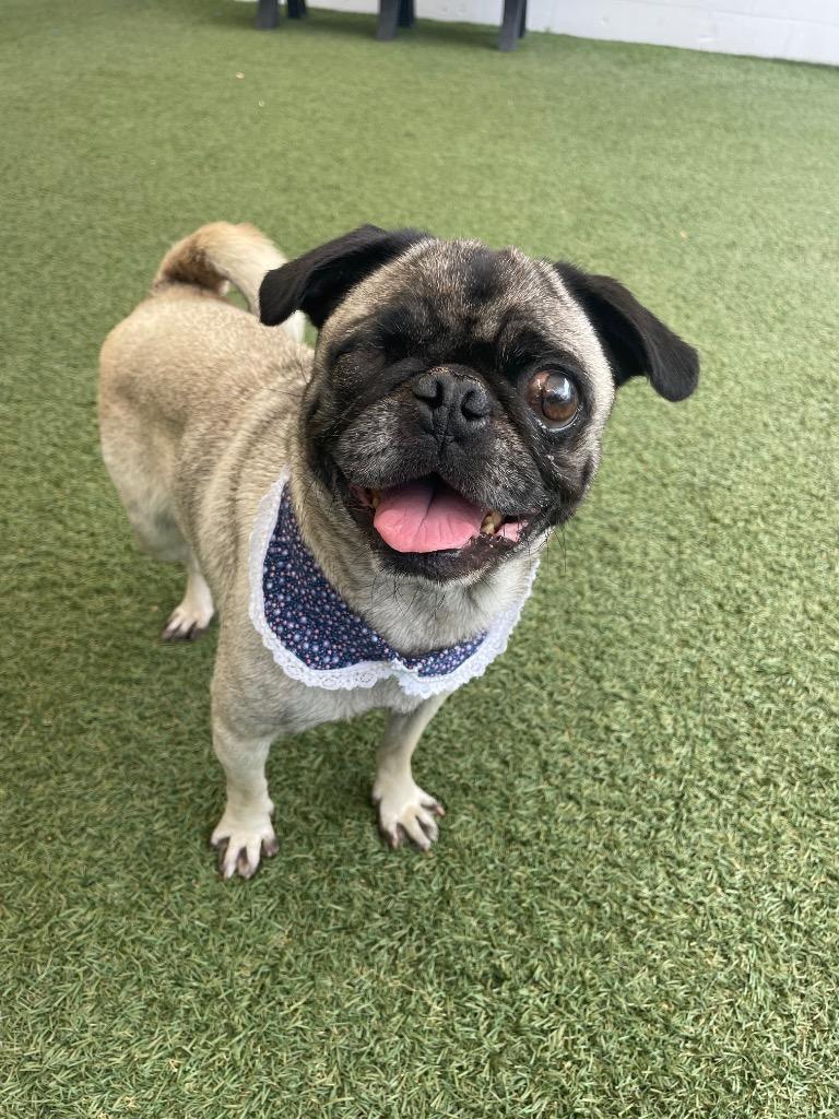 Enlarge Irene *special needs*, a Adoptable Pug in Gardena, CA image 1/3