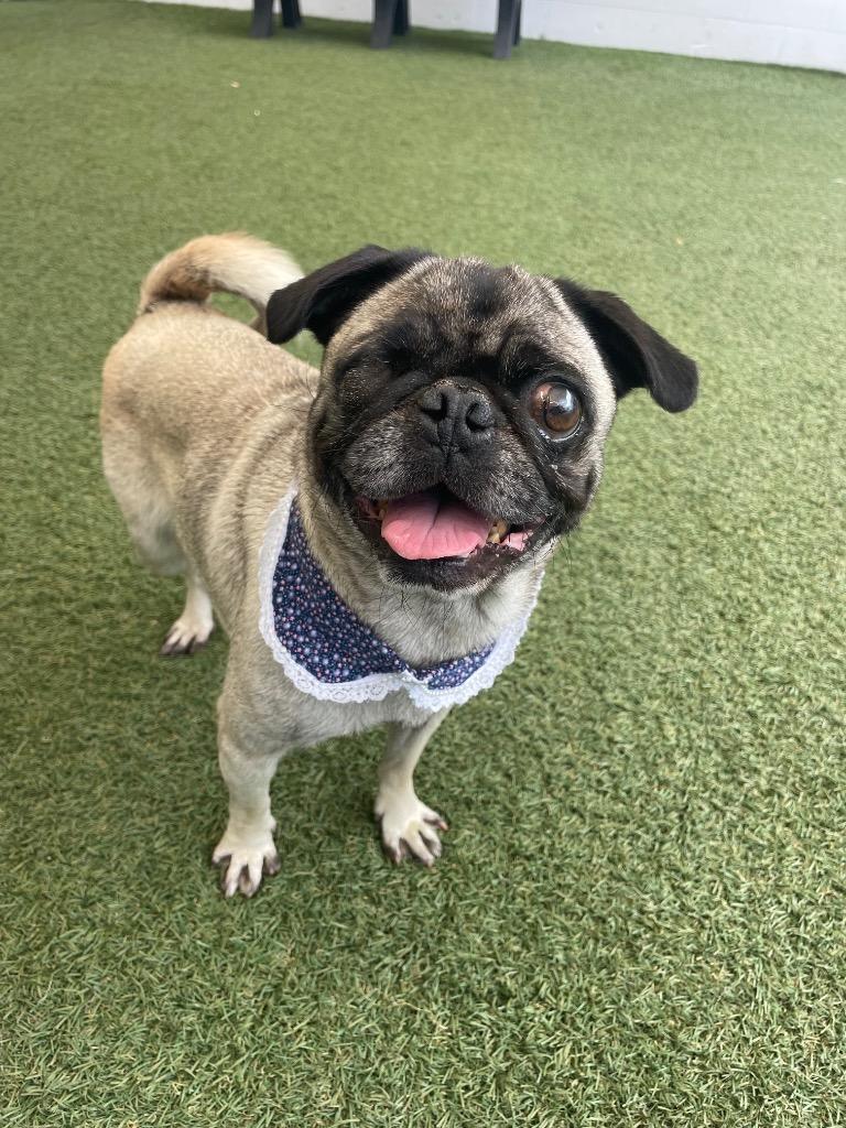 Enlarge Irene *special needs*, a Adoptable Pug in Gardena, CA image 2/3