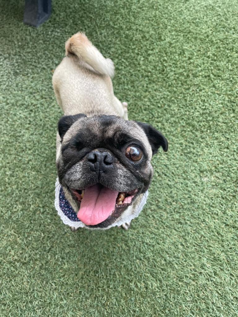 Enlarge Irene *special needs*, a Adoptable Pug in Gardena, CA image 3/3
