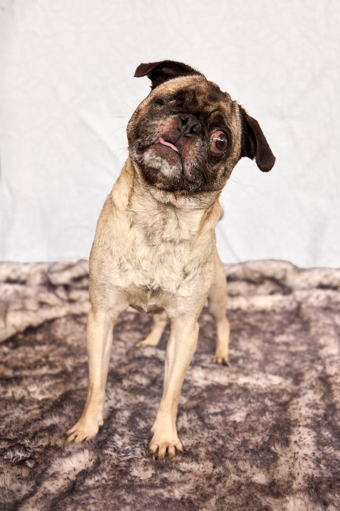 Irene *special needs*, a Adoptable Pug in Gardena, CA image 5/6