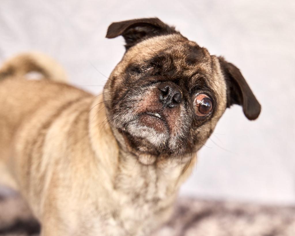 Irene *special needs*, a Adoptable Pug in Gardena, CA image 6/6