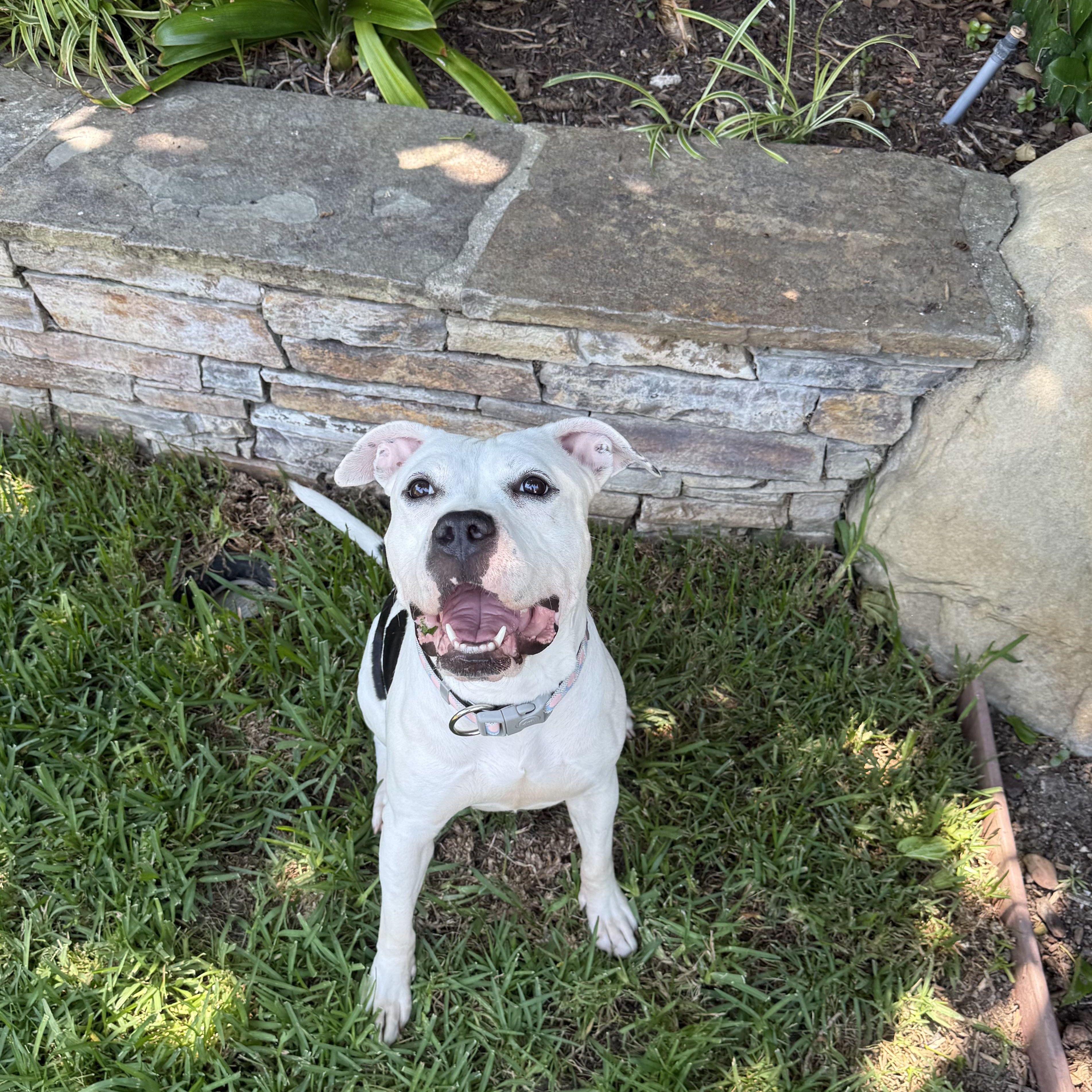 Enlarge Nancy, a Adoptable mixed breed in Huntington Beach, CA image 3/6