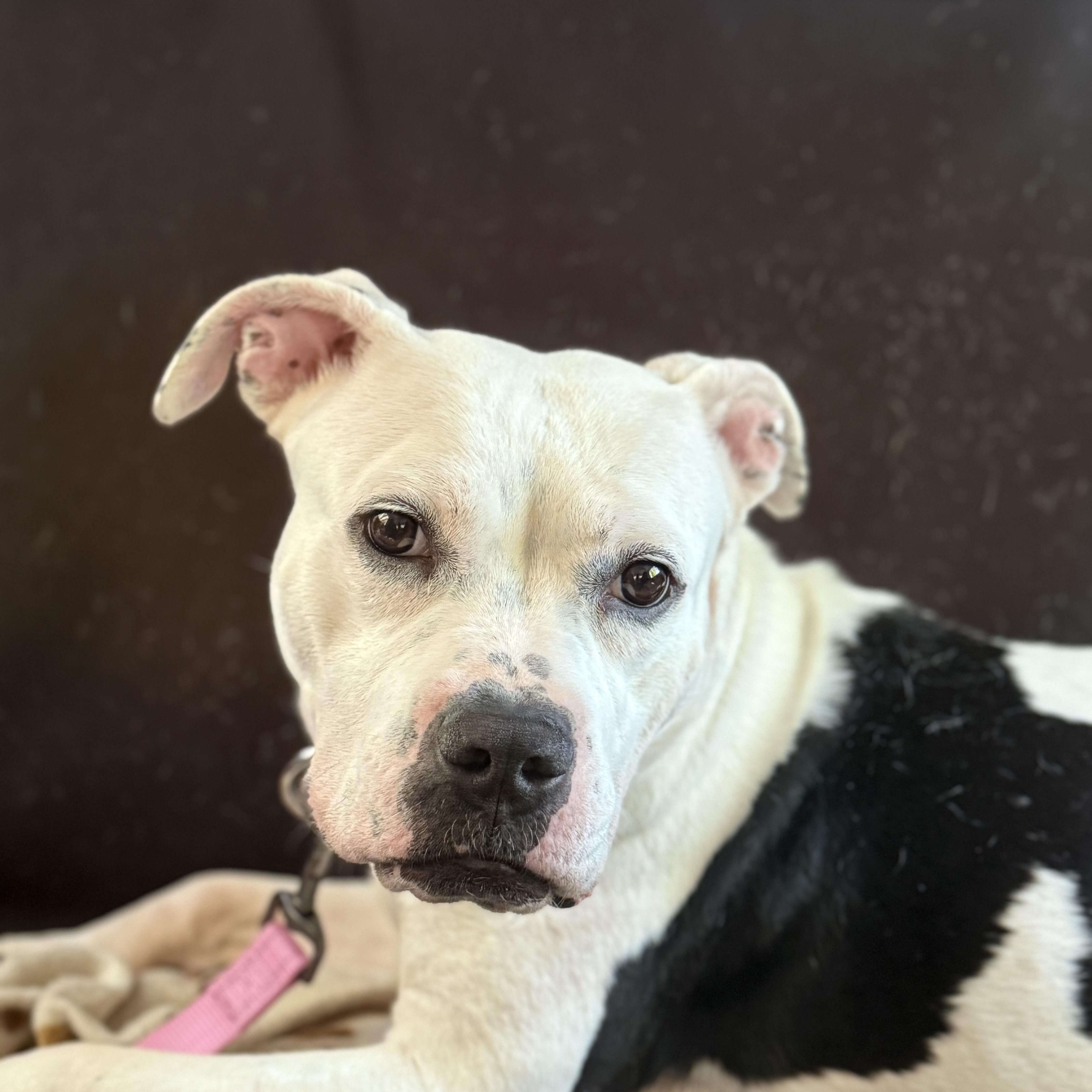 Enlarge Nancy, a Adoptable mixed breed in Huntington Beach, CA image 4/6