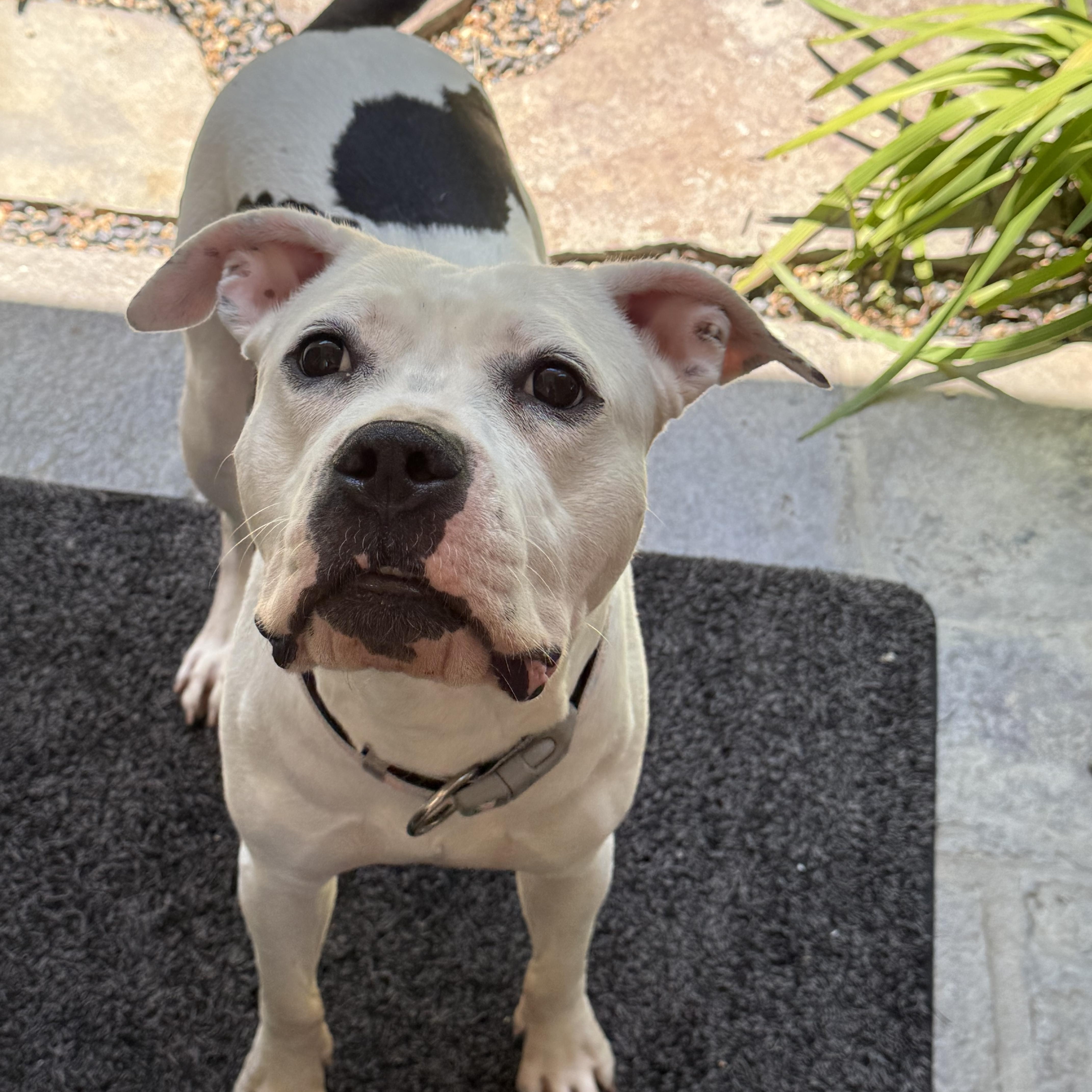 Enlarge Nancy, a Adoptable mixed breed in Huntington Beach, CA image 6/6