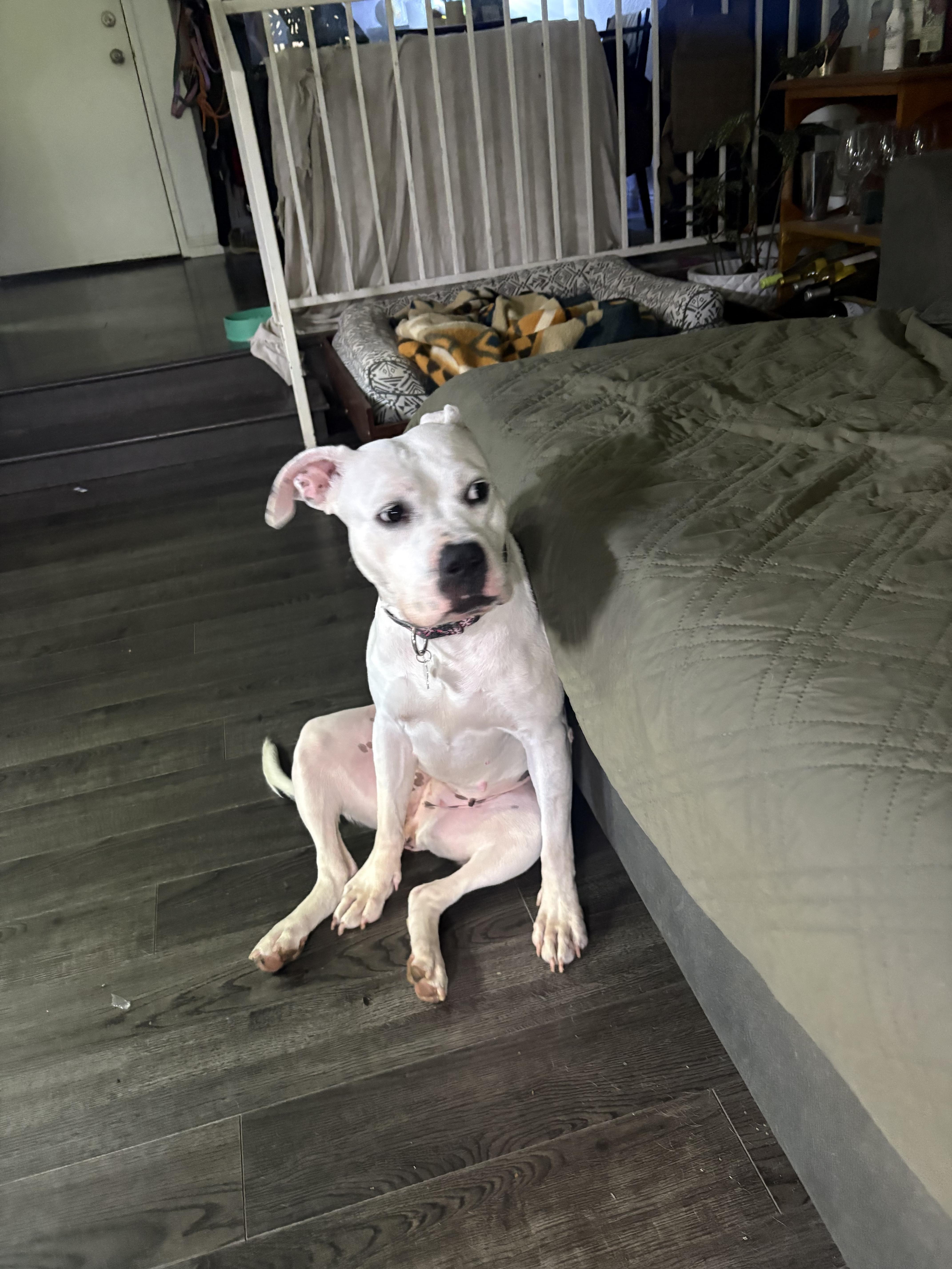 Enlarge Nancy, a Adoptable mixed breed in Huntington Beach, CA image 5/6