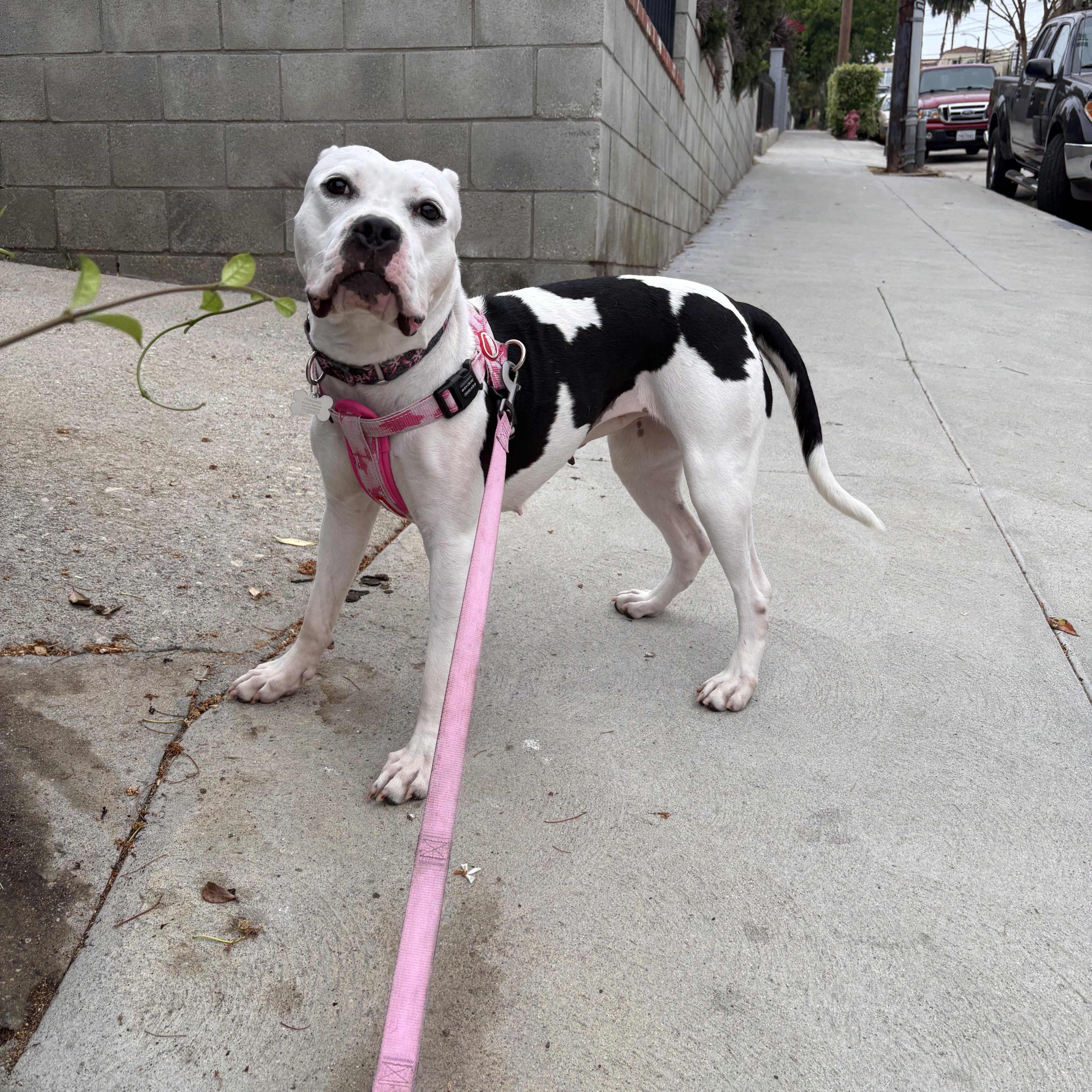 Enlarge Nancy, a Adoptable mixed breed in Huntington Beach, CA image 2/6