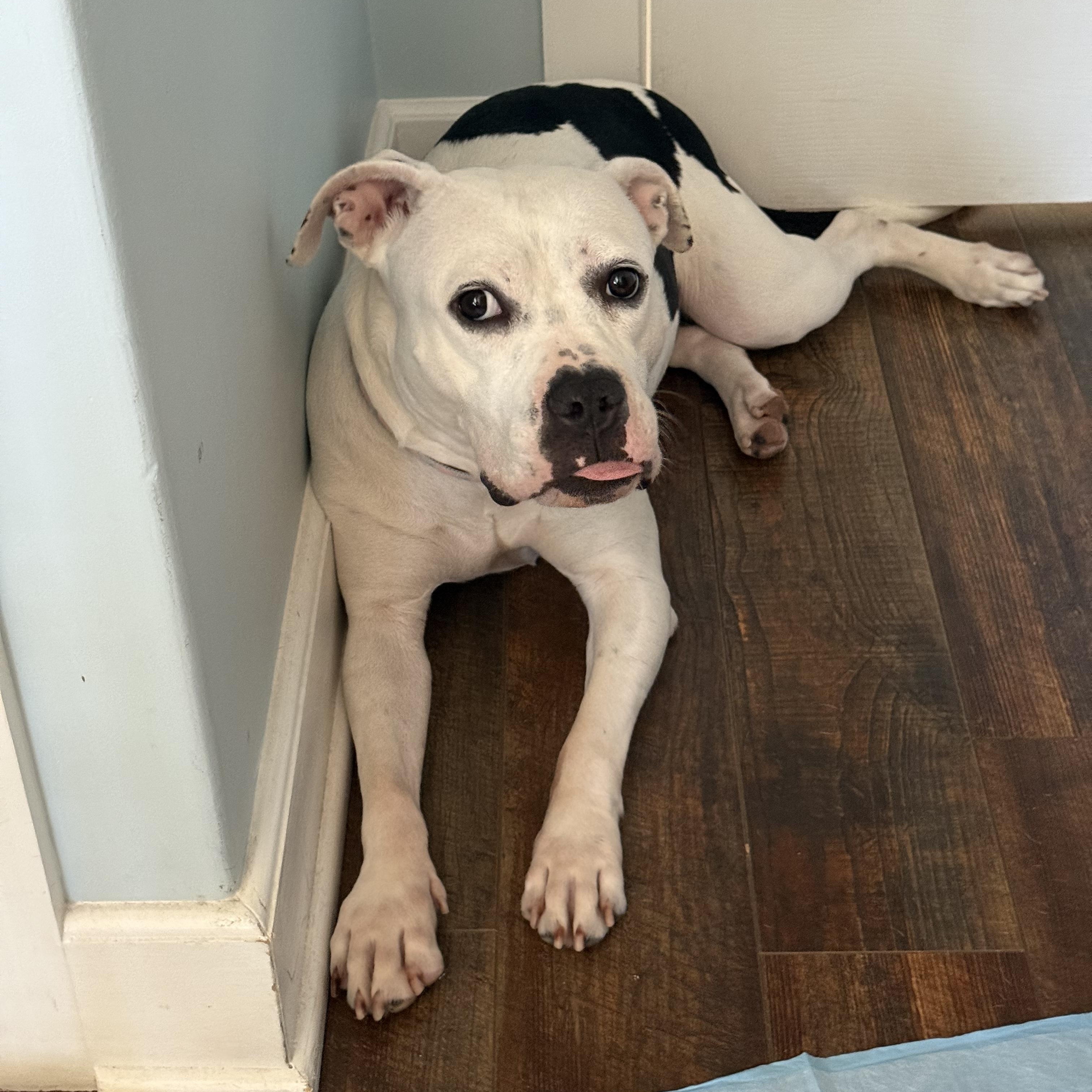 Enlarge Nancy, a Adoptable mixed breed in Huntington Beach, CA image 1/6