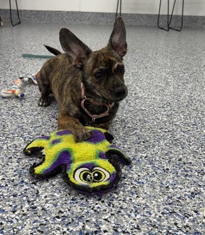 Baya, Adoptable, Puppy Female Chihuahua.