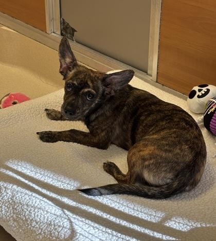 Baya, a Adoptable mixed breed in Gloucester, MA image 2/2