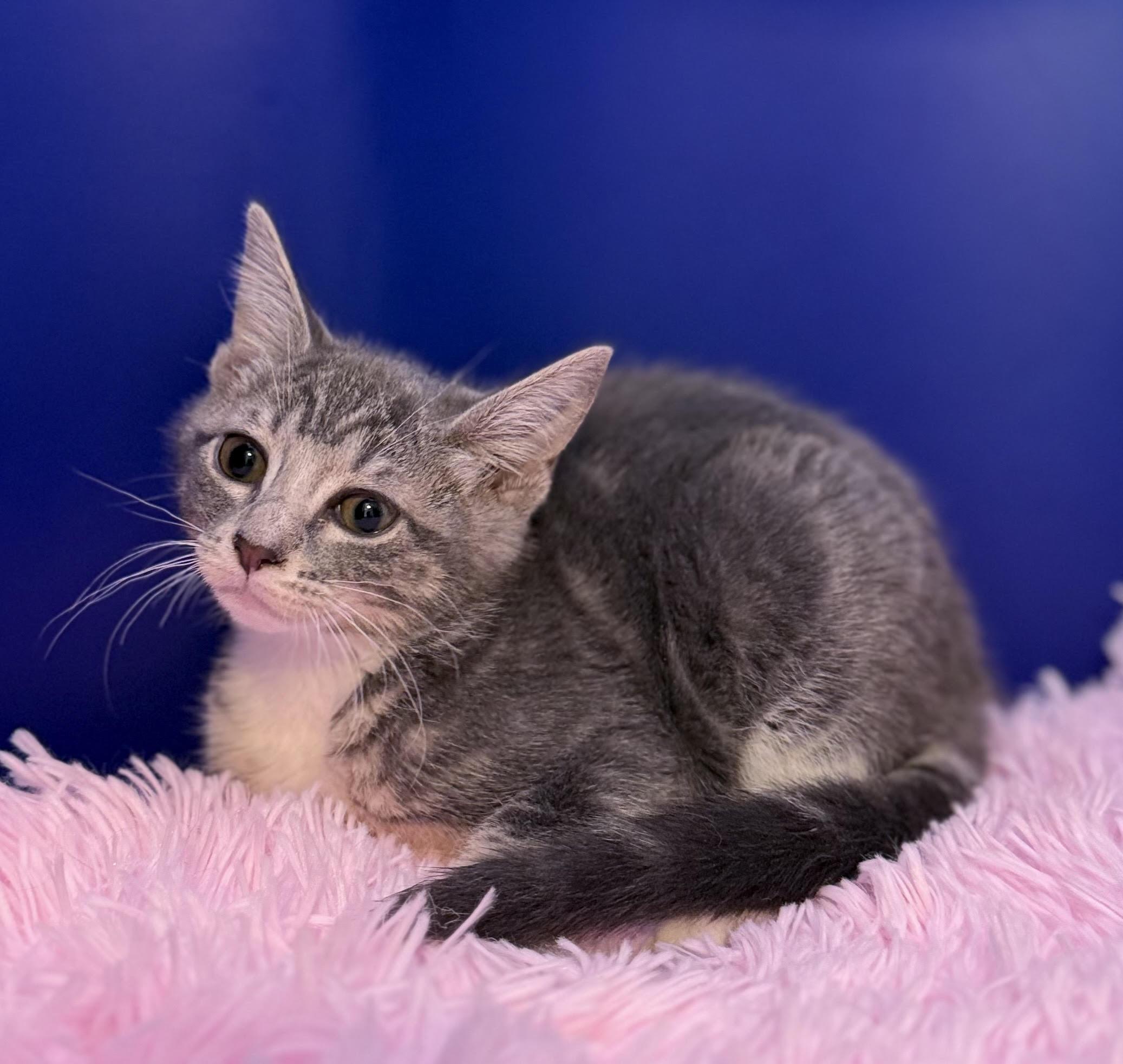 Enlarge Tumbledore, a Adoptable mixed breed in Lacey, WA image 4/4