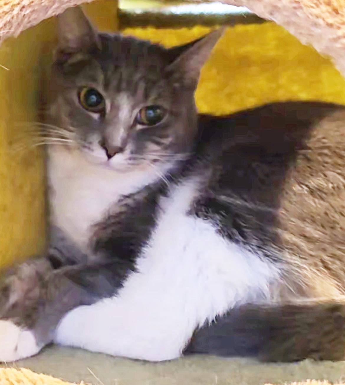 Enlarge Tumbledore, an adoptable mixed breed in Lacey, WA image 1/1