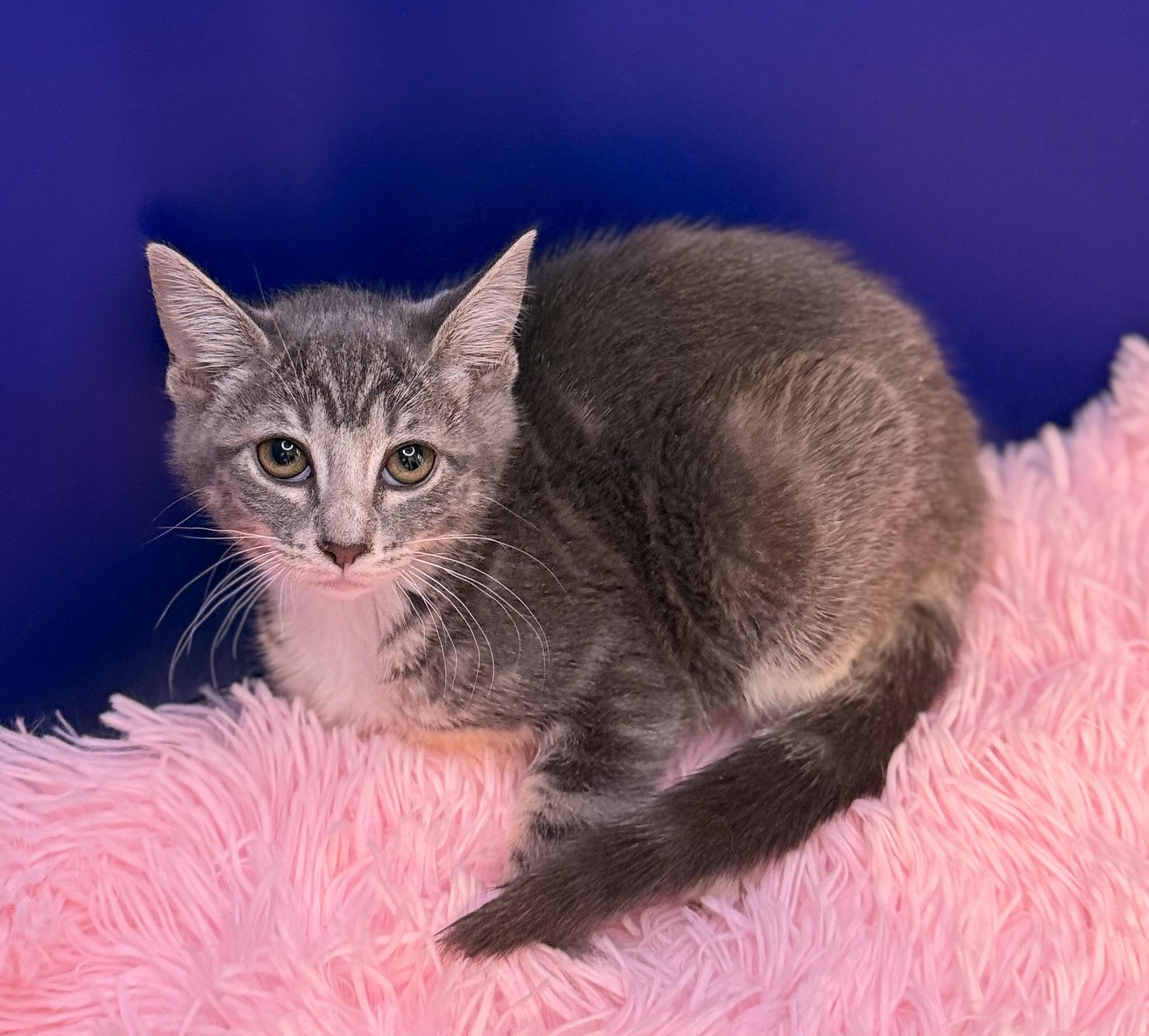 Enlarge Tumbledore, a Adoptable mixed breed in Lacey, WA image 2/4