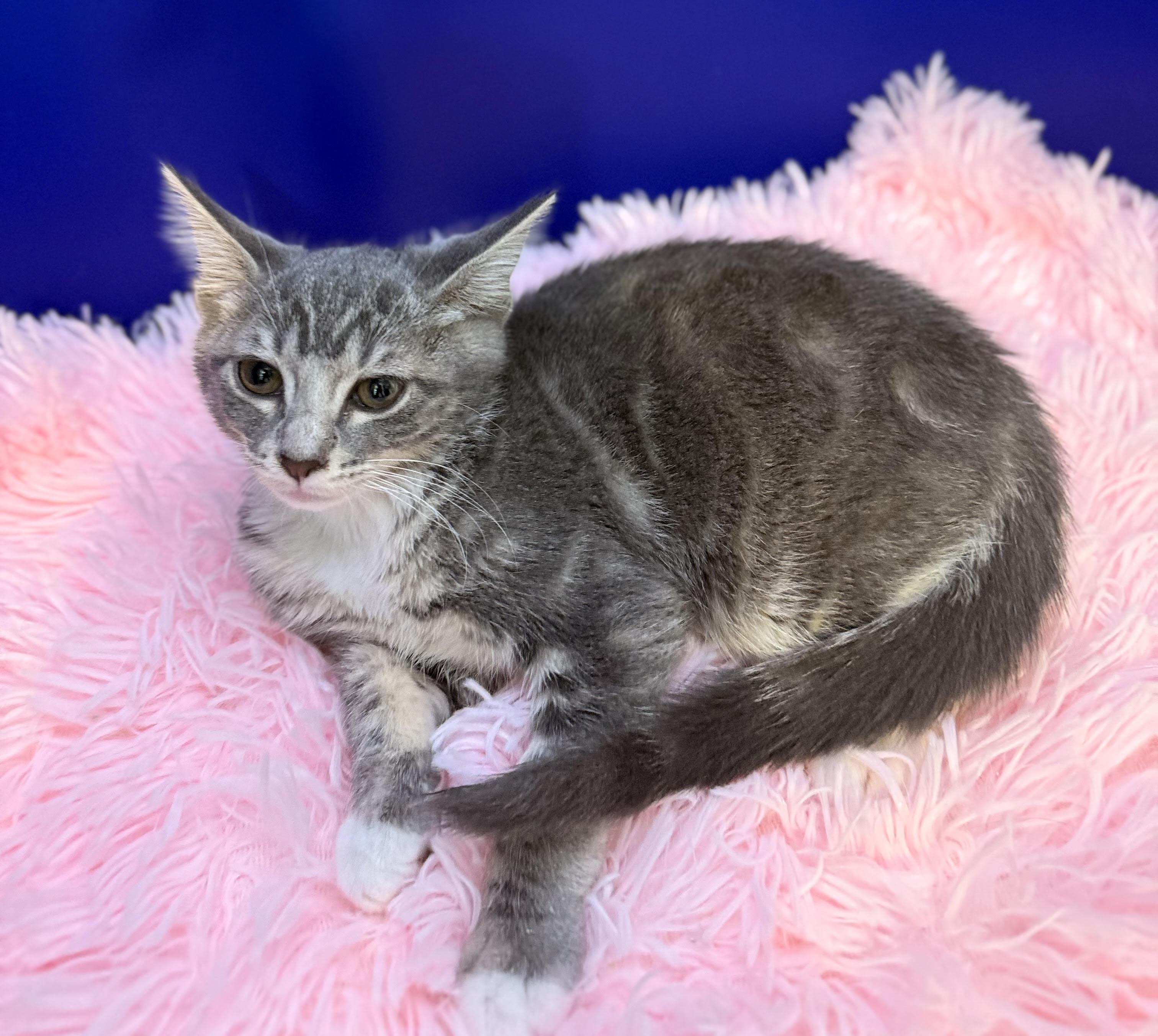 Enlarge Tumbledore, a Adoptable mixed breed in Lacey, WA image 3/4